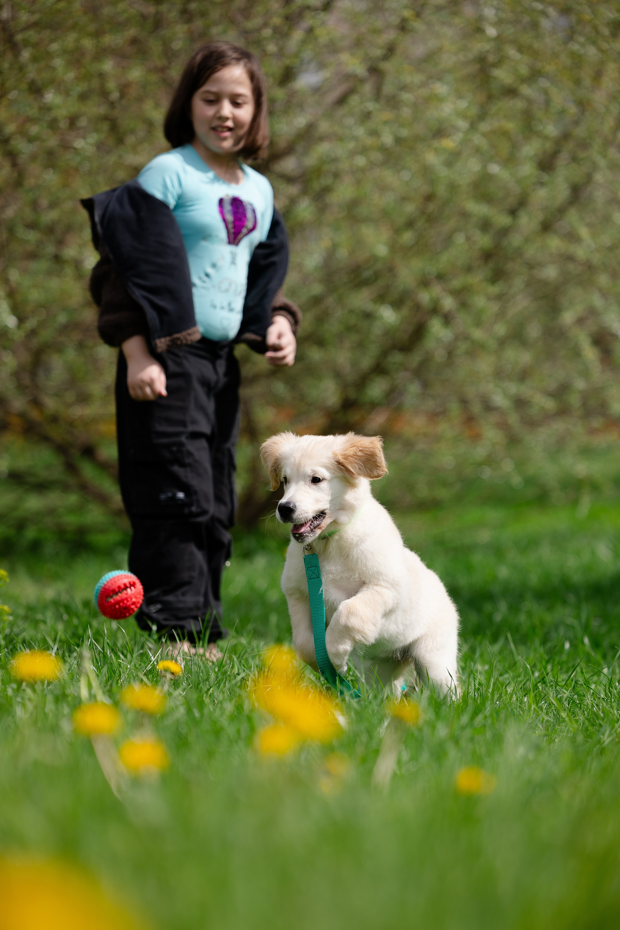 Голден ретривер. Фотограф и видеограф анималист Аганина Дарья