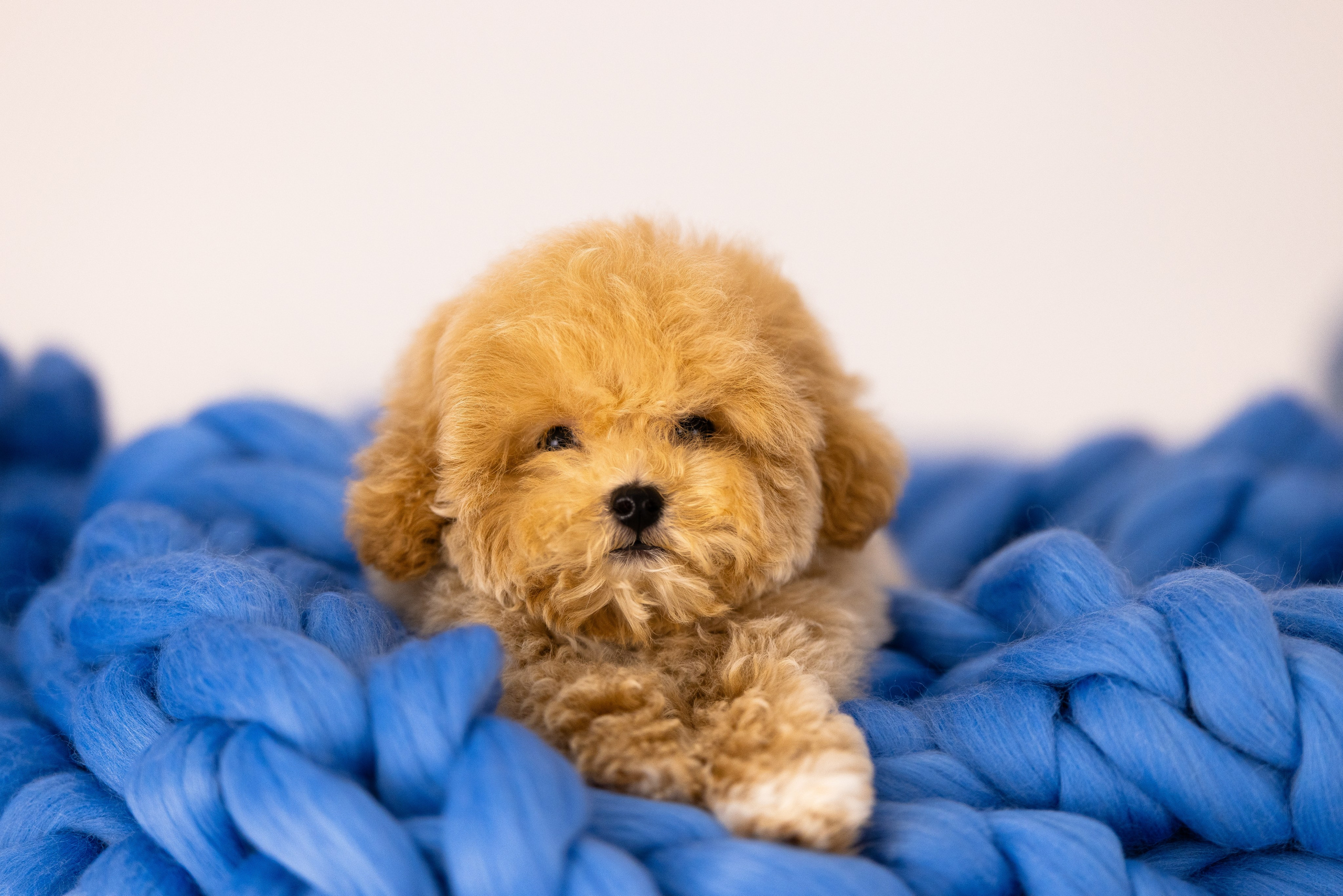 Мальтипу. Фотограф и видеограф анималист Аганина Дарья