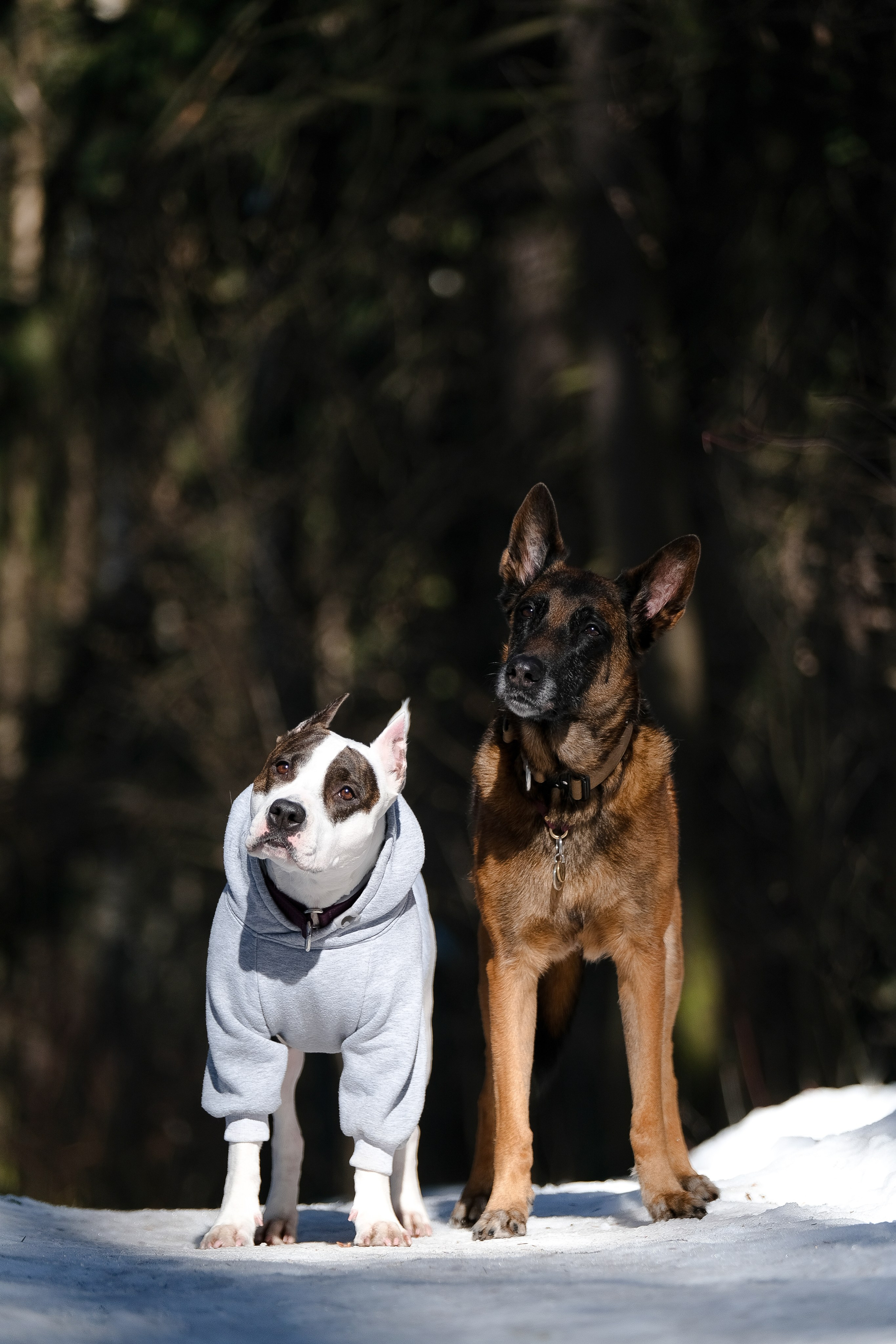 Женя, Афра и Молли. Фотограф и видеограф анималист Аганина Дарья
