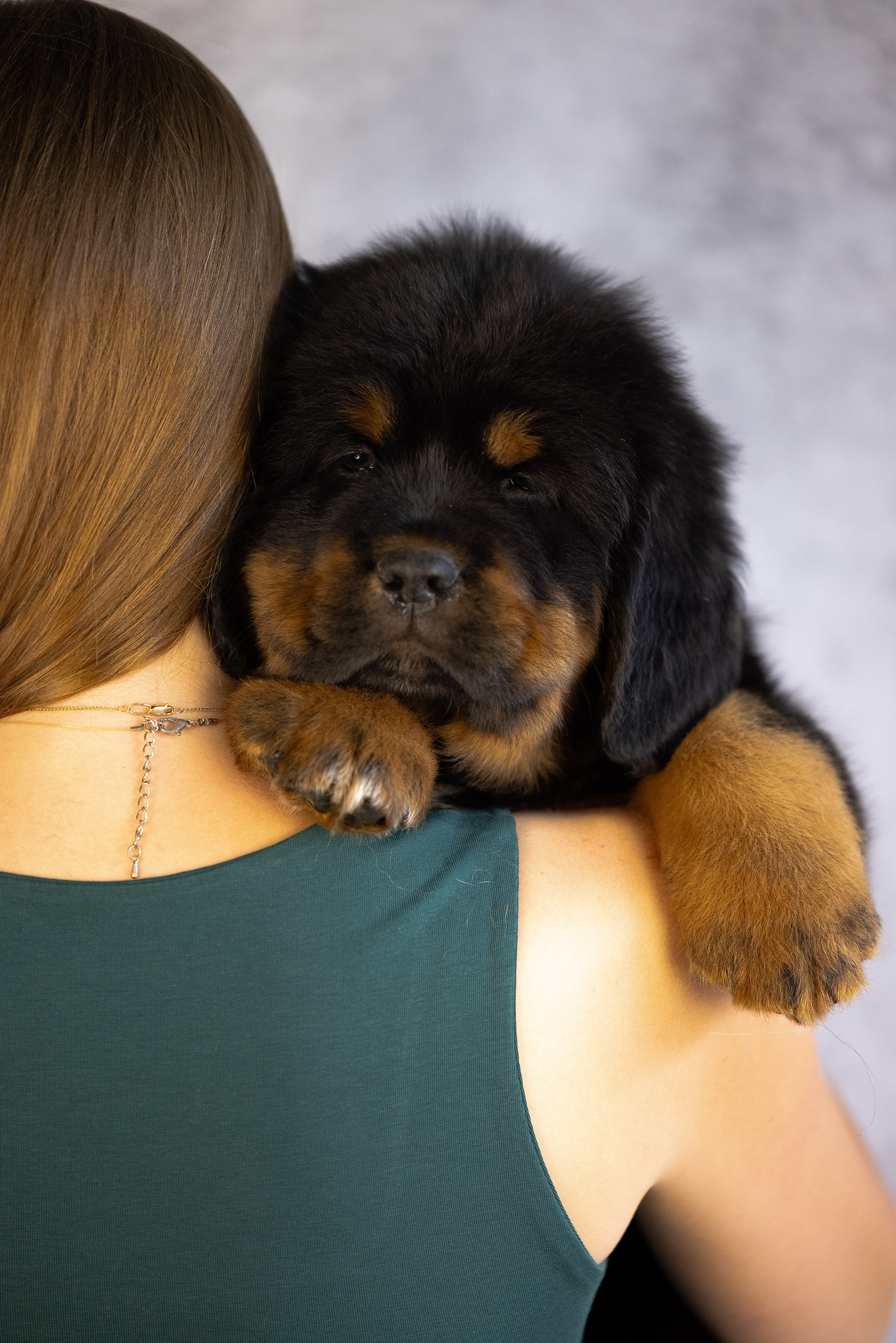 Тибетский мастиф. Фотограф и видеограф анималист Аганина Дарья