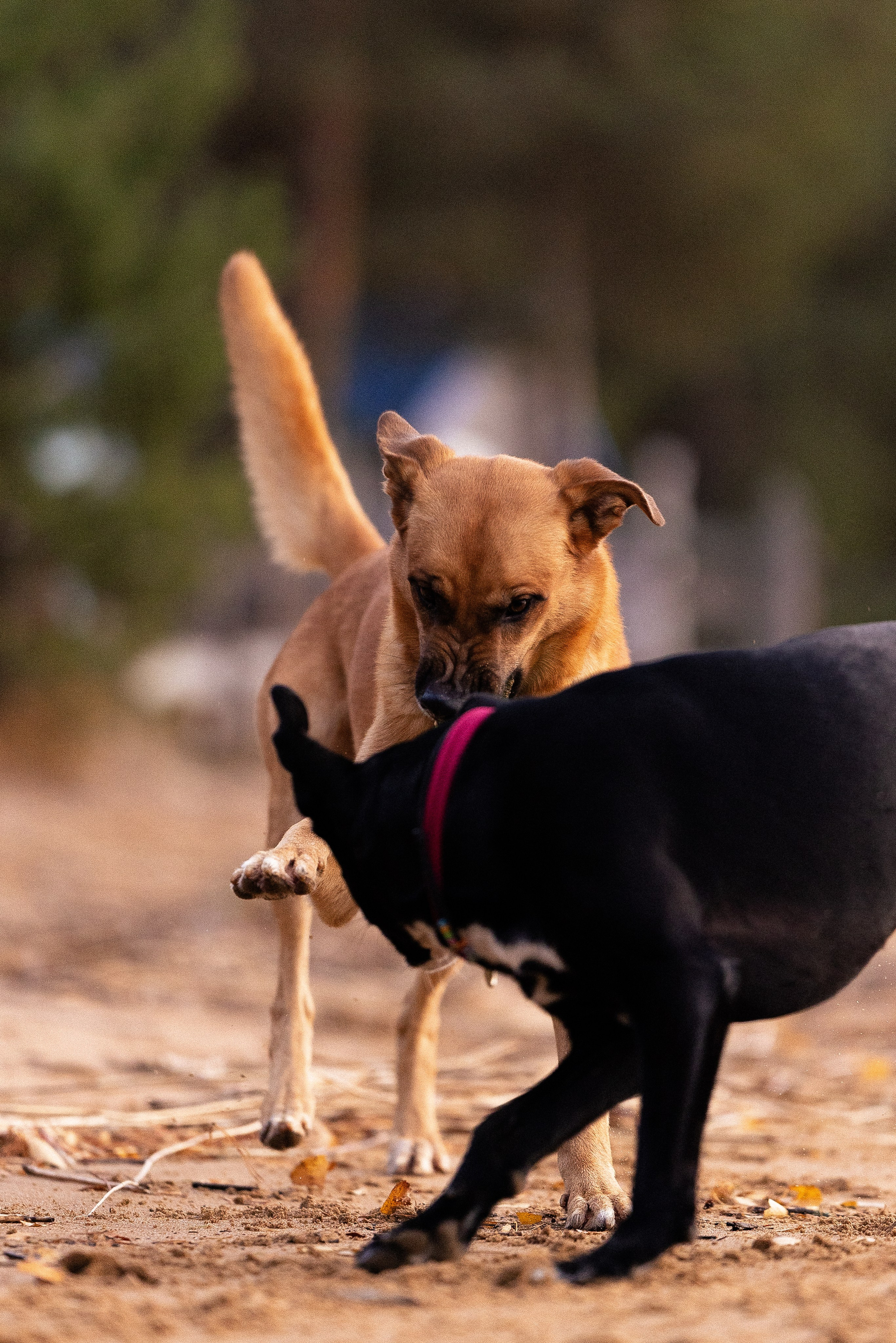 Karelia. Фотограф и видеограф анималист Аганина Дарья