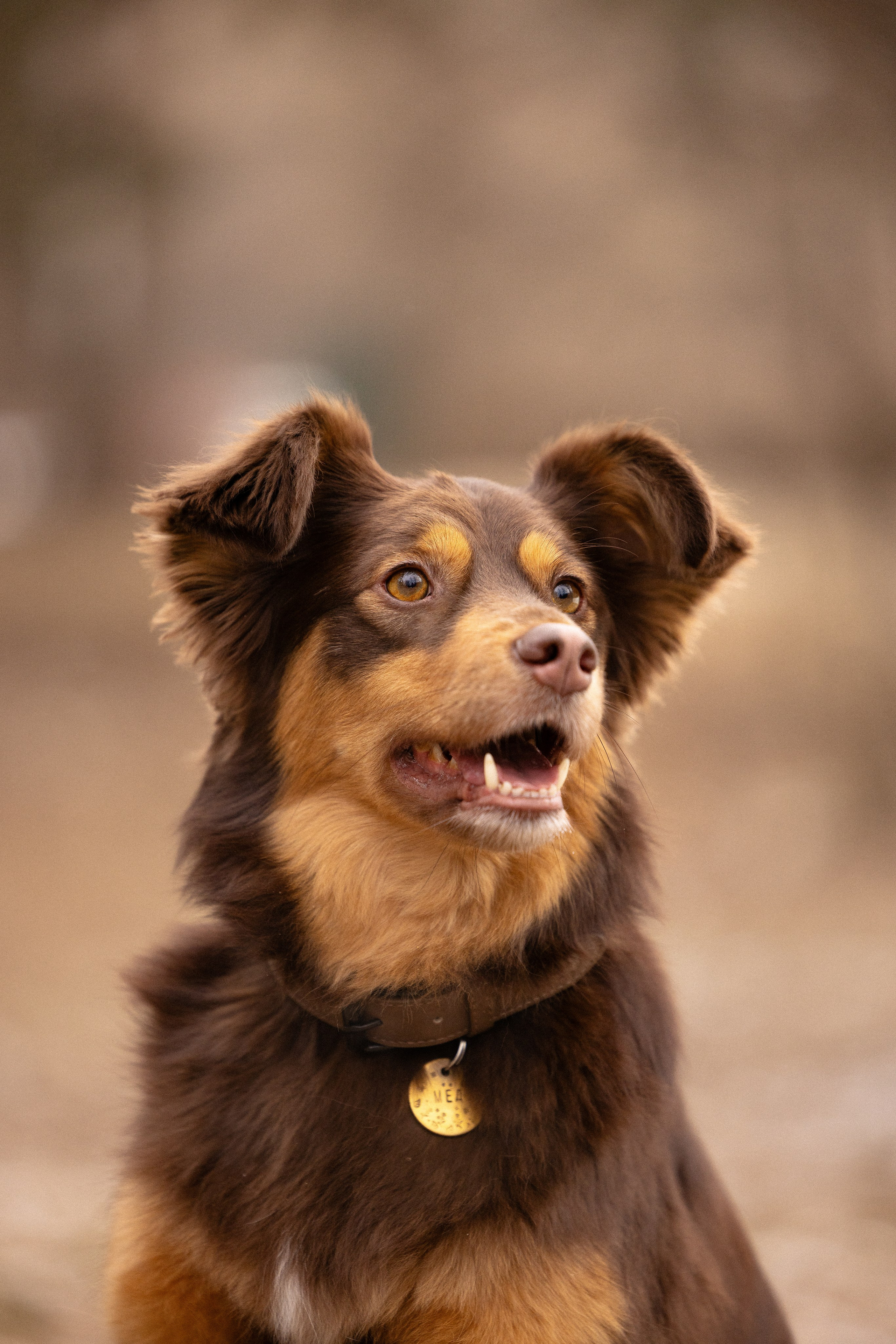 Катя и Мёд. Фотограф и видеограф анималист Аганина Дарья