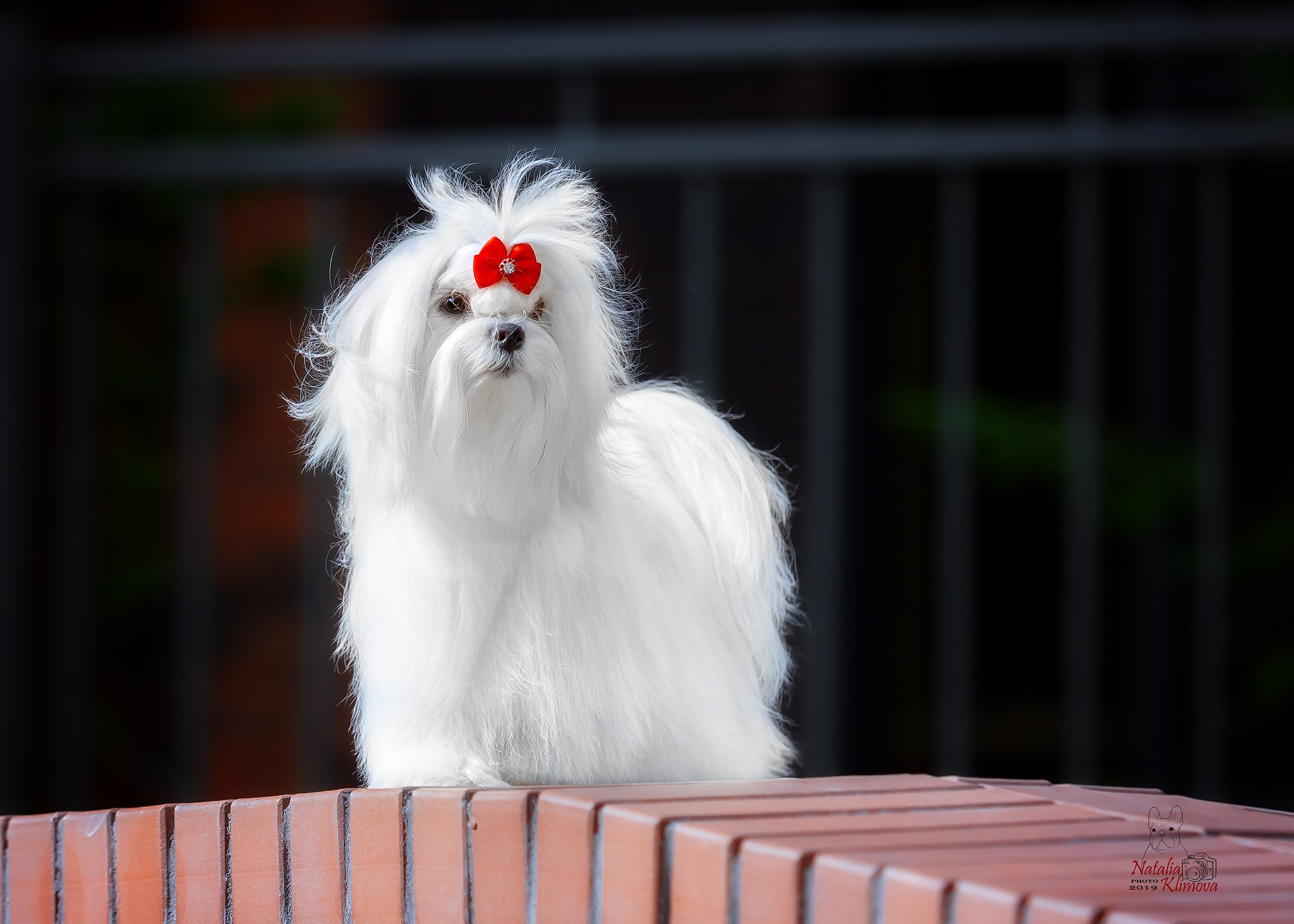 Разные породы