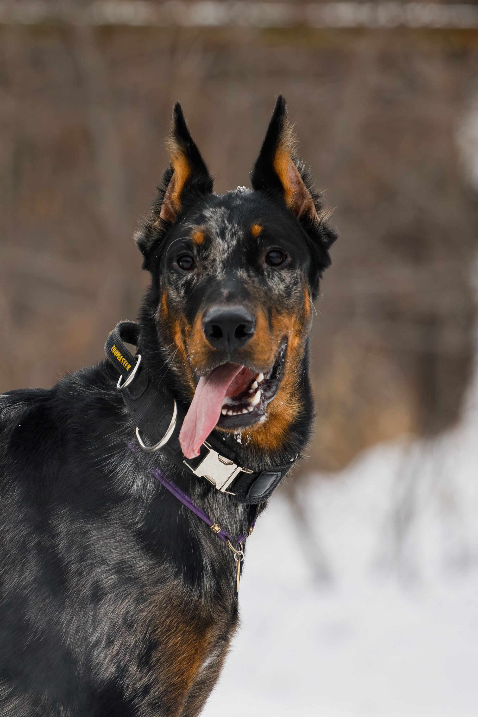Андрей и Олимп. Фотограф Екатерина Козловская