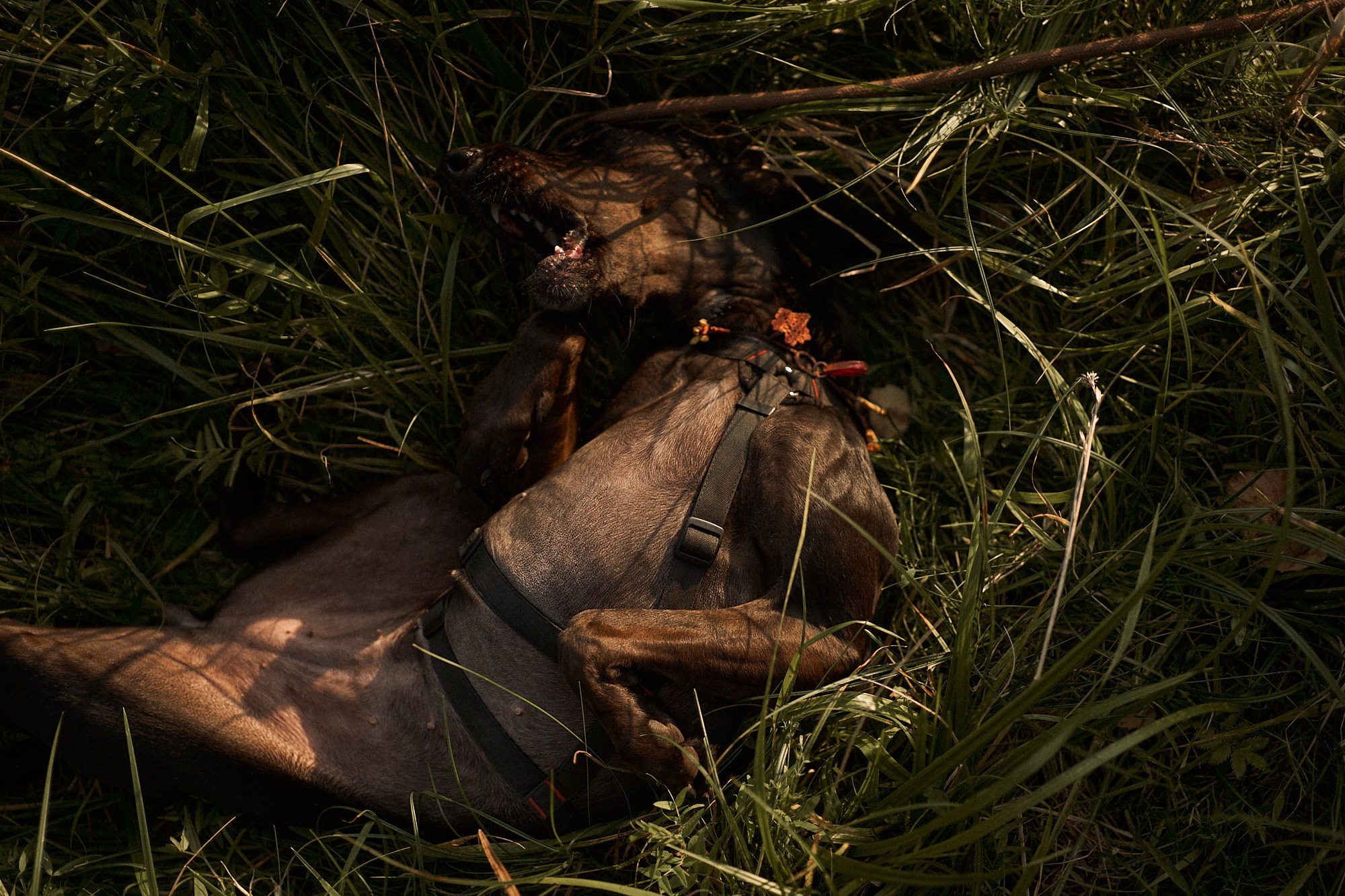 Даша, Вася и Руни. Фотограф анималист Москва Дарья