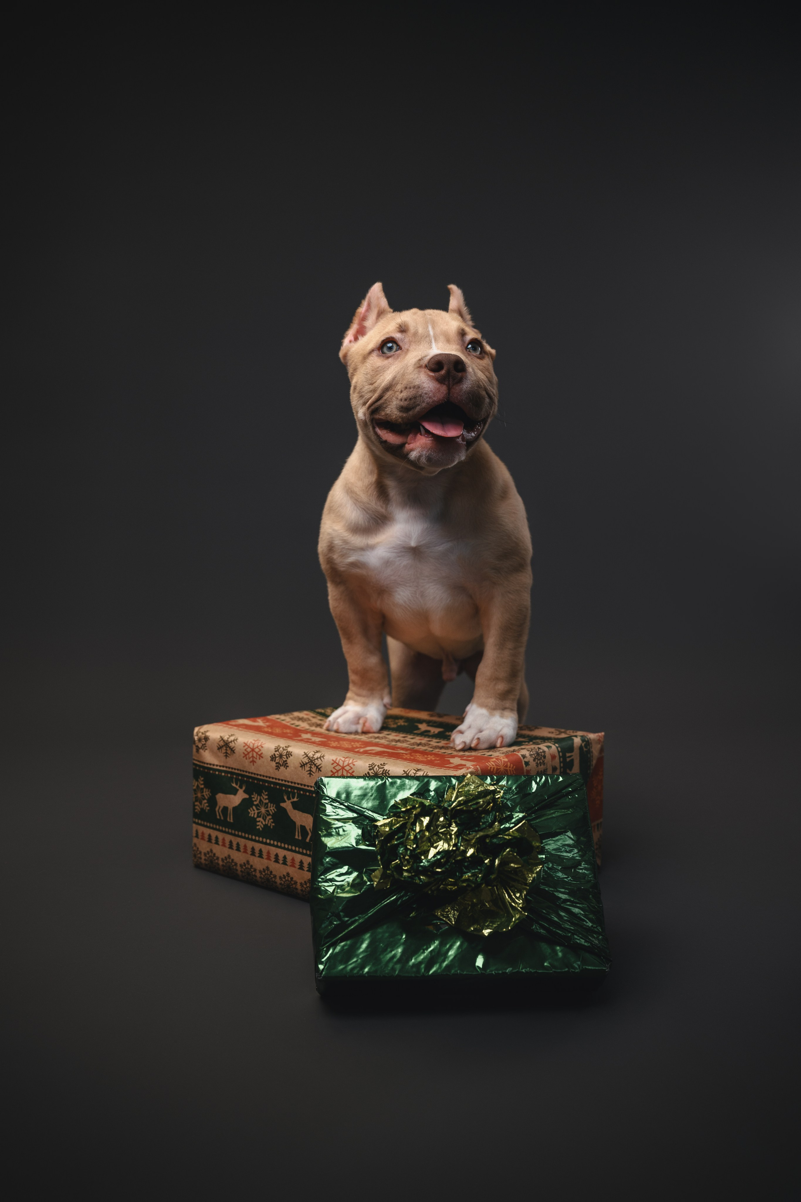 Булли. Фотограф Анималист в Москве Анастасия Жучкова