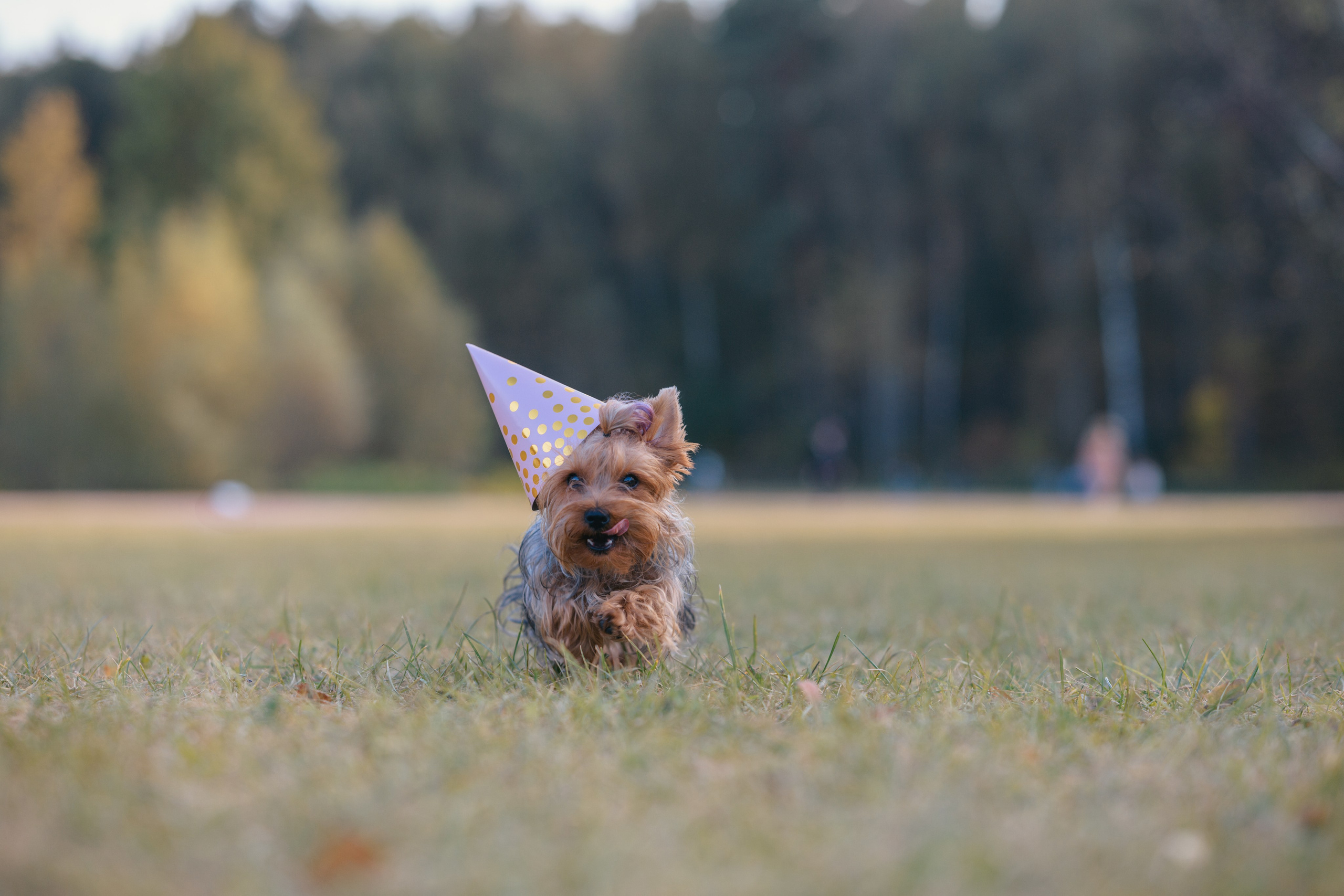 День Рождение. Фотограф Анималист в Москве Анастасия Жучкова