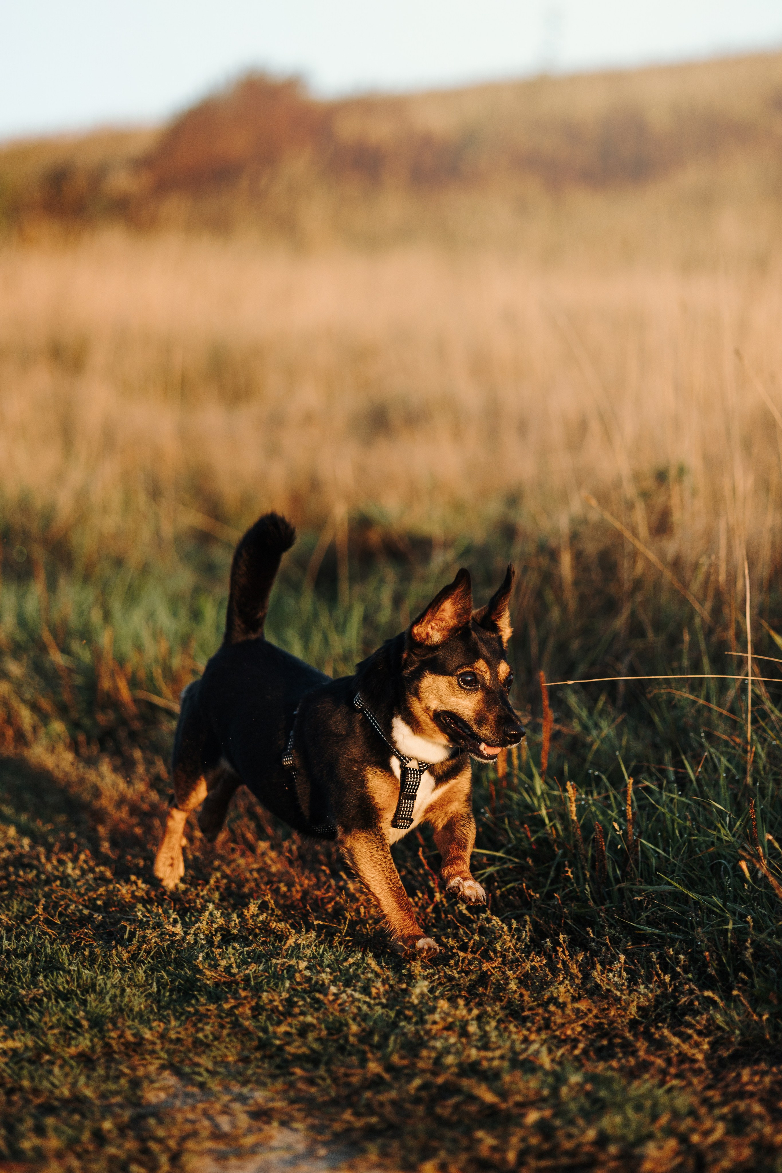 Ольга и Рекс. Фотограф — Анималист | Санкт-Петербург