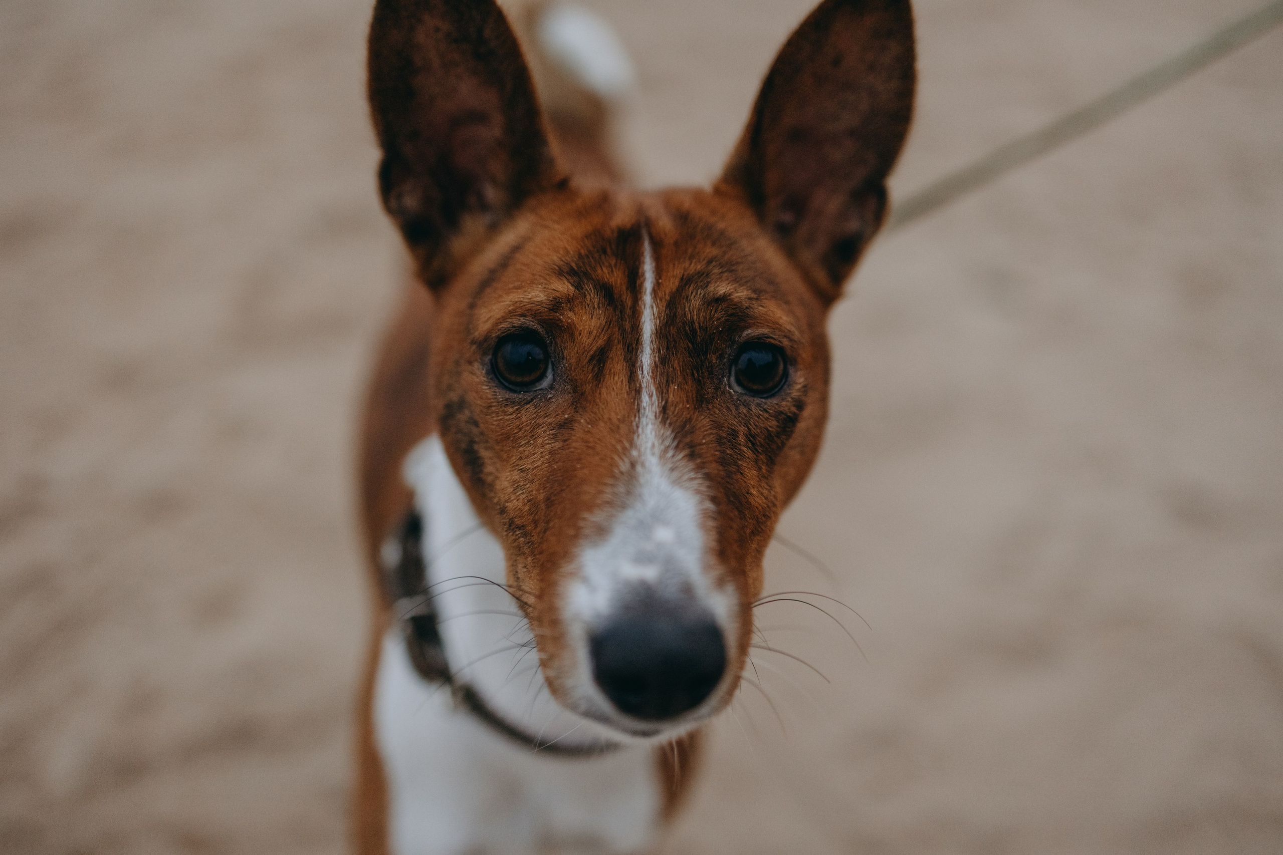 Даша и Арчи. Фотограф — Анималист | Санкт-Петербург