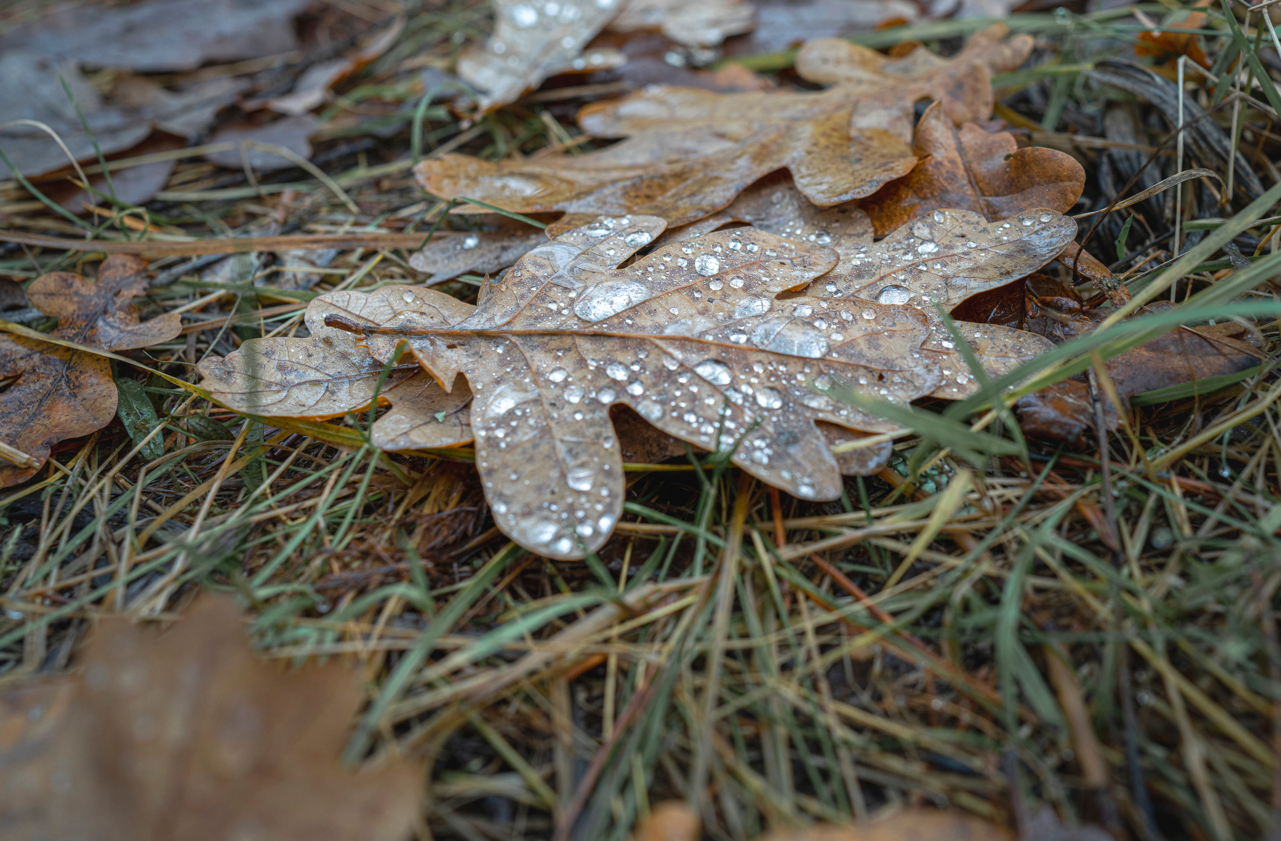 Выборг (октябрь 2020). Фотограф Сергей Танков