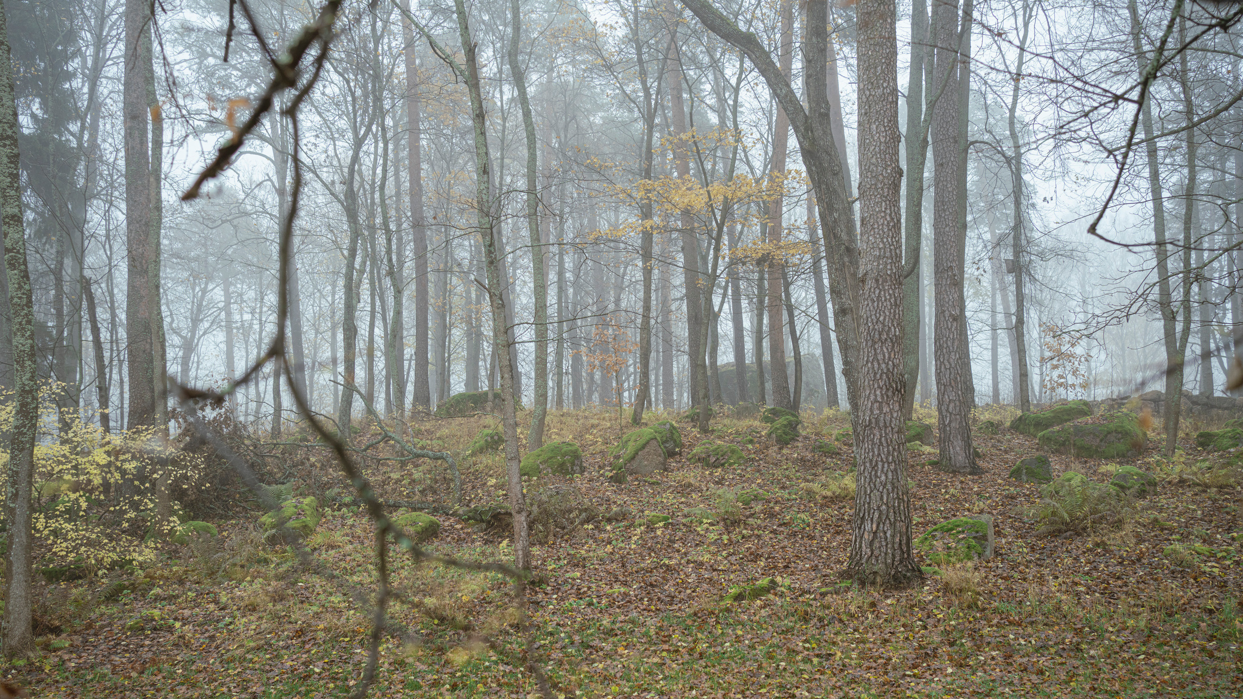 Выборг (октябрь 2020). Фотограф Сергей Танков