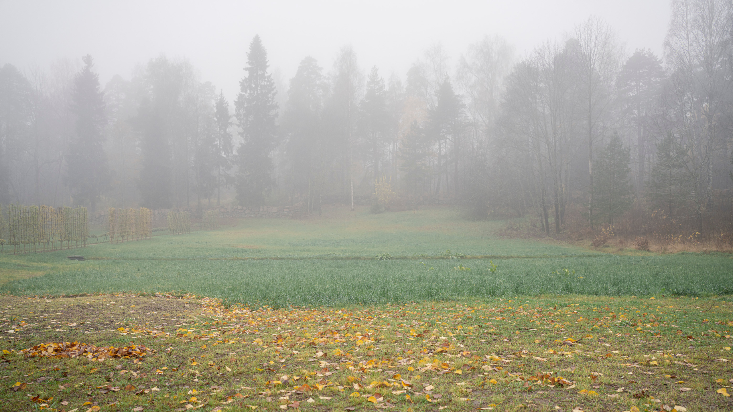 Выборг (октябрь 2020). Фотограф Сергей Танков