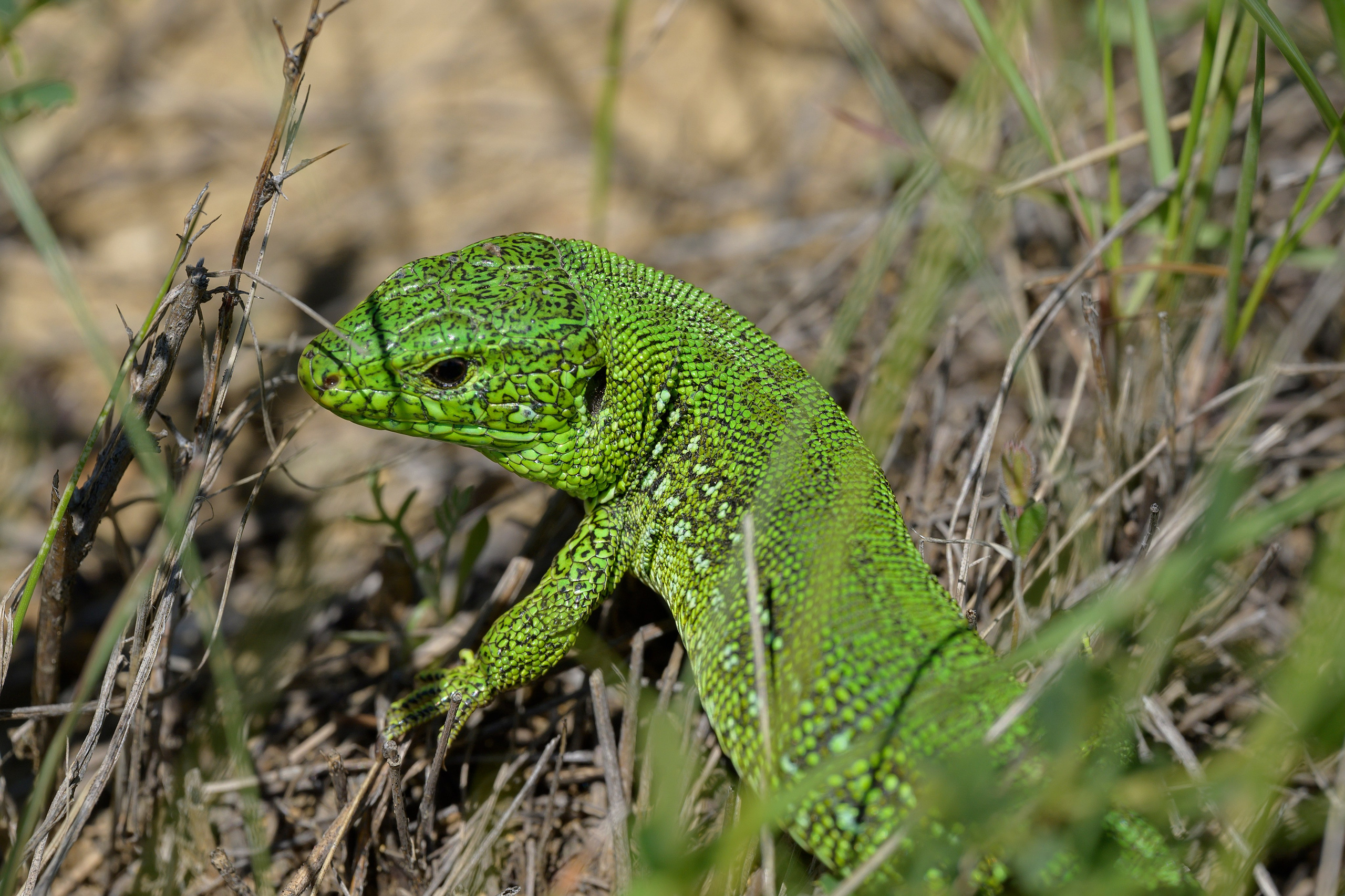 Оренбуржье. Портретный фотограф в Челябинске Катерина Руди