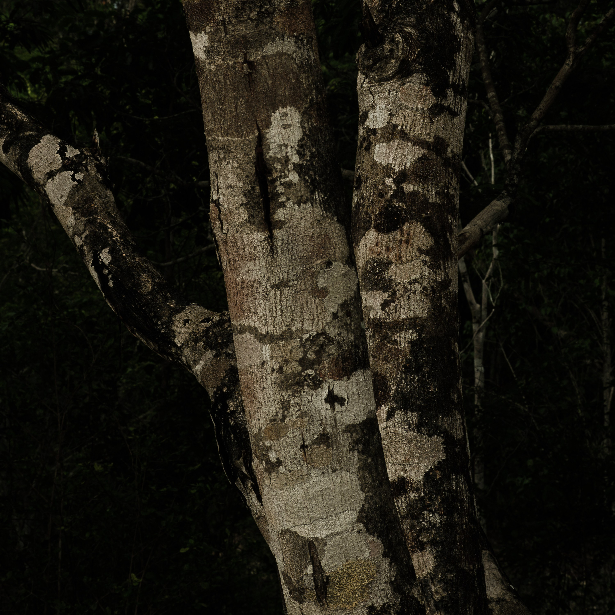 Momotus Azul. Margarita Rodionova — a contemporary lens-based artist currently working in Cancun, Mexico