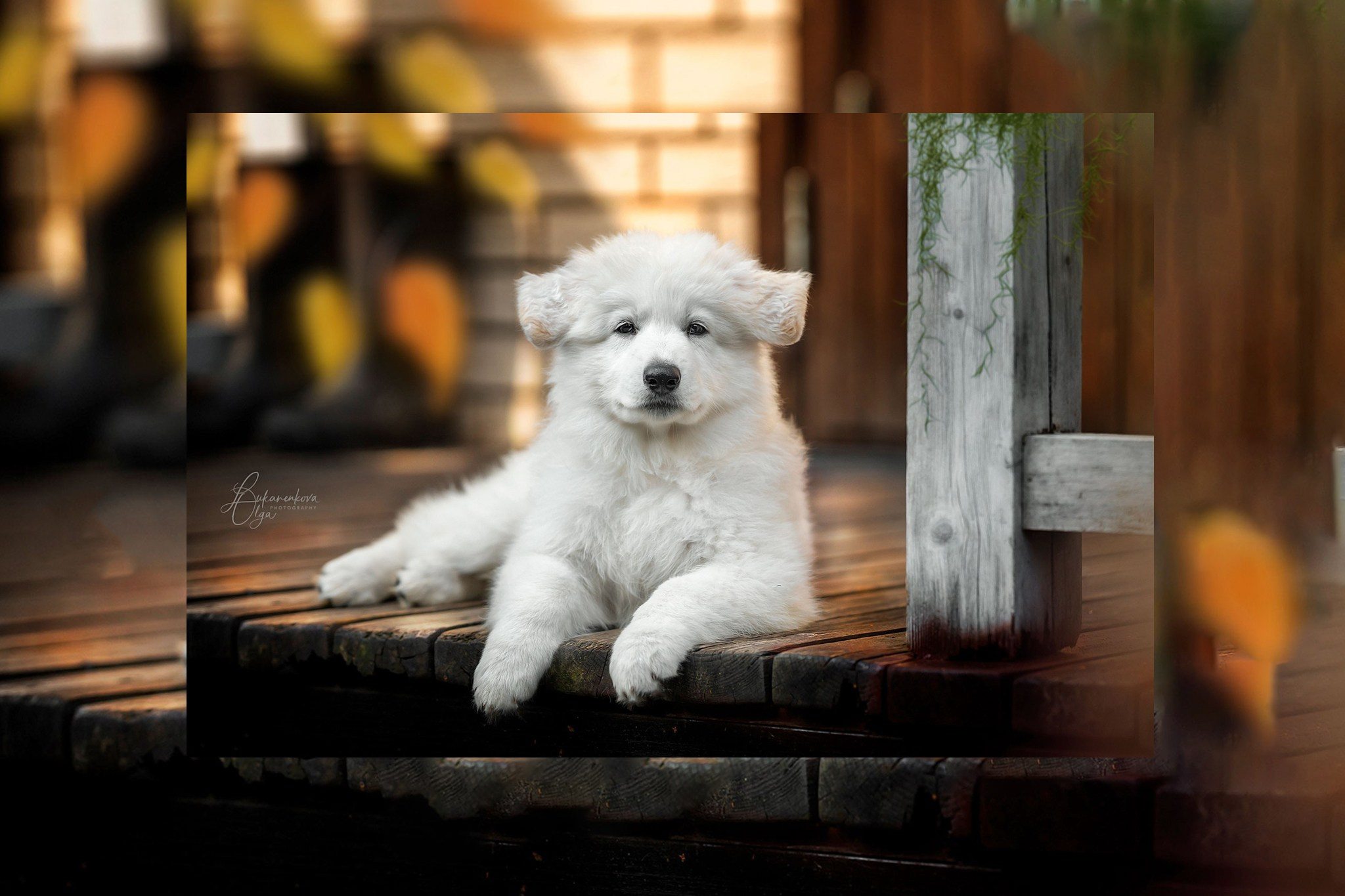 Фотограф анималист Ольга Луканенкова в Москве