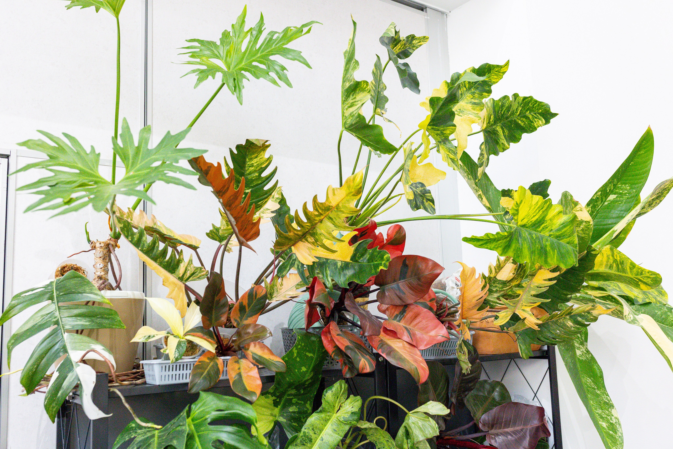 Монстериум 11–12 октября. Александра Куликова фотограф, Москва