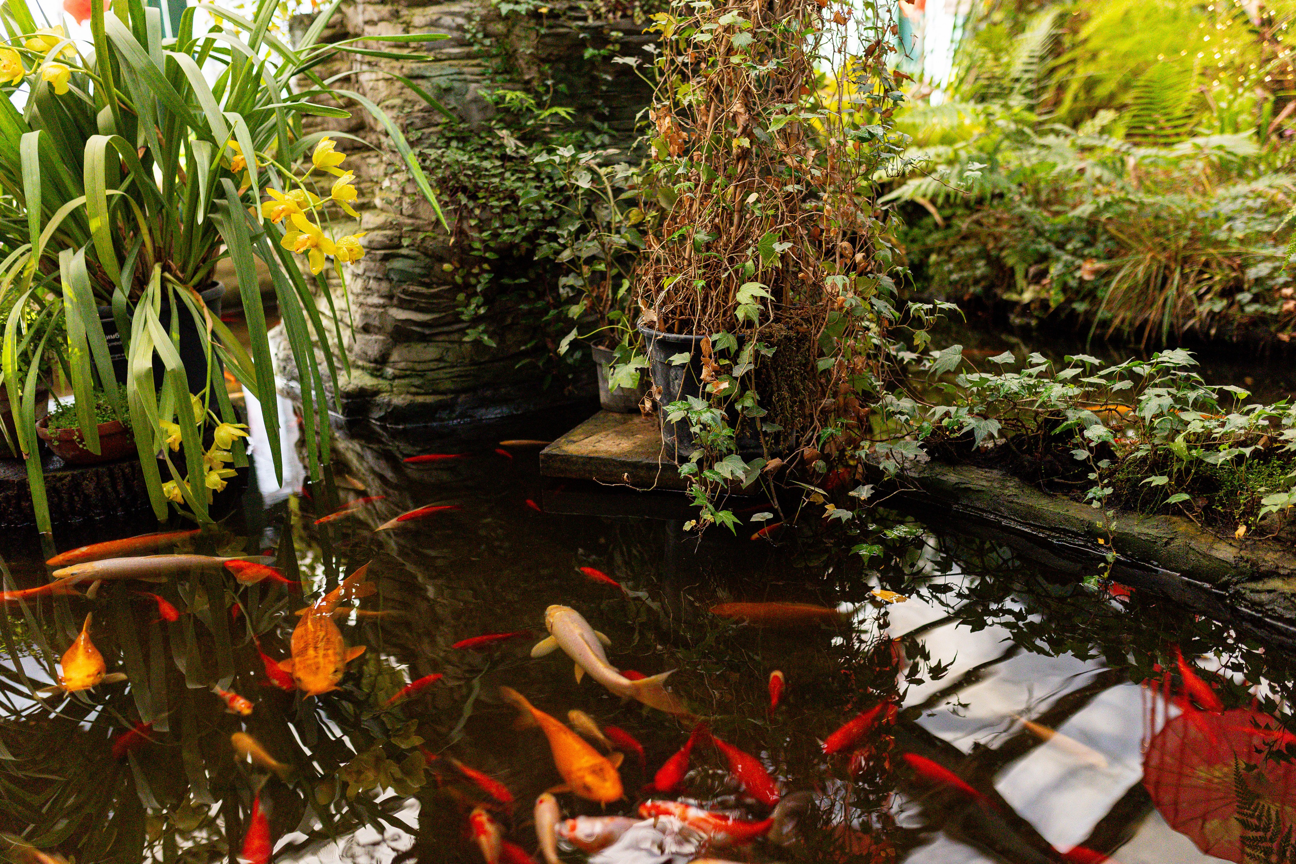 Аптекарский огород МГУ. Китай. Александра Куликова фотограф, Москва