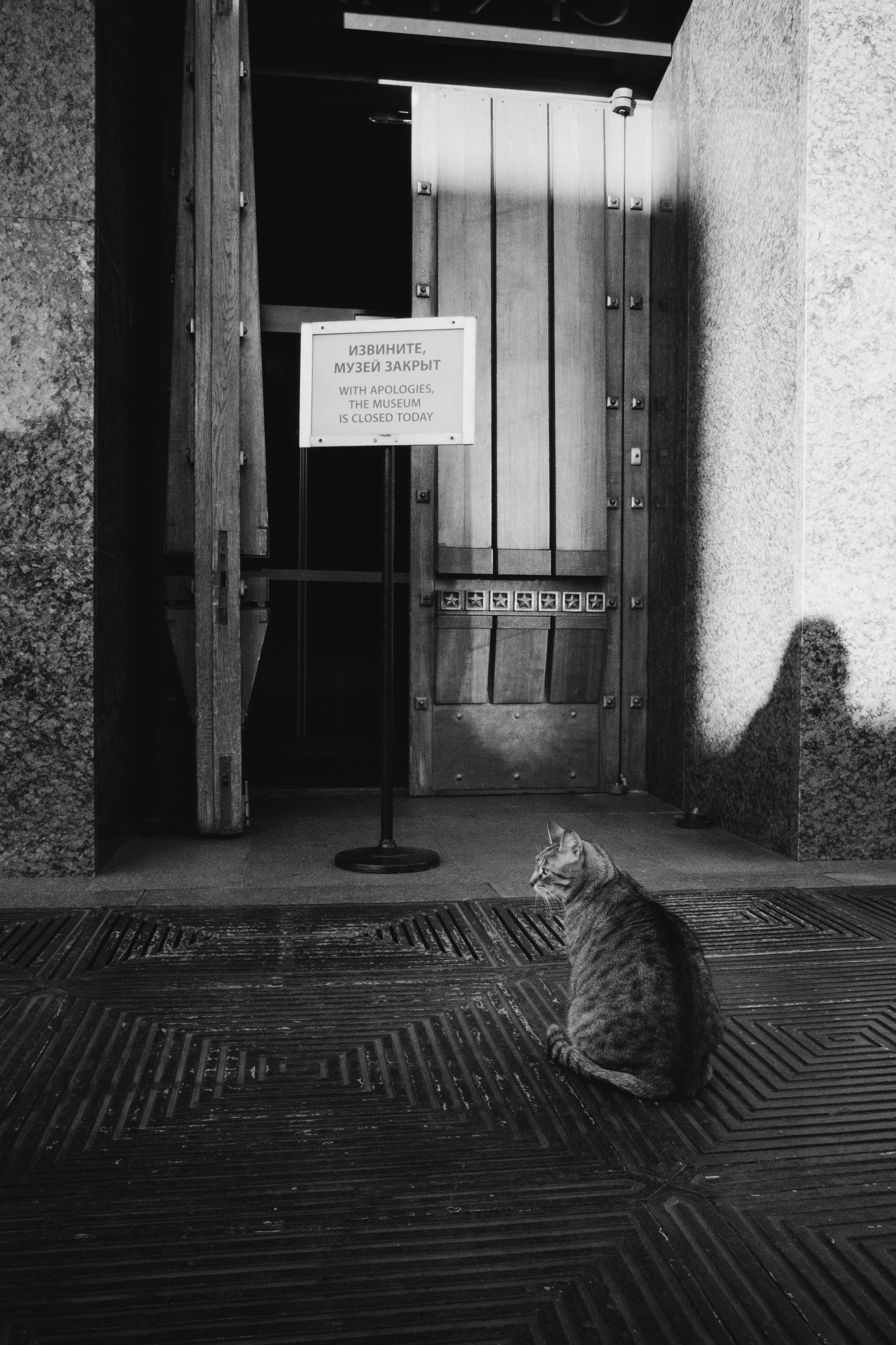 Кошки. Фотограф Александр Тихонов