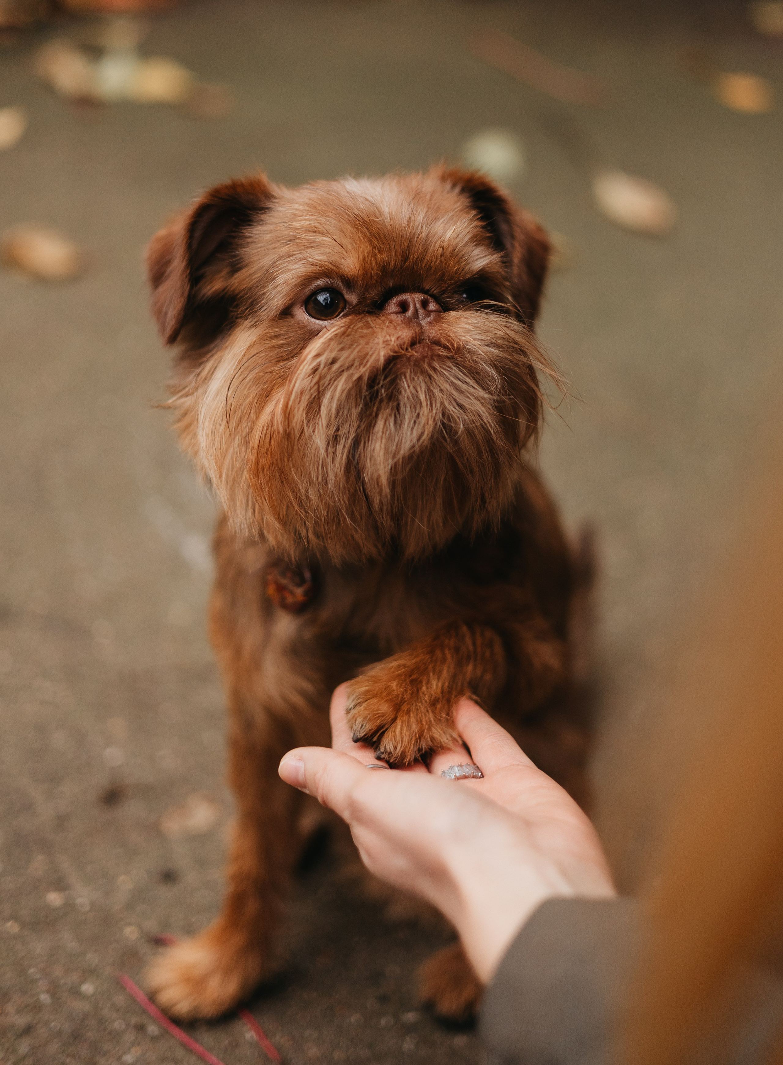 Полина и Джаред. Фотограф животных Евгения Верцинская