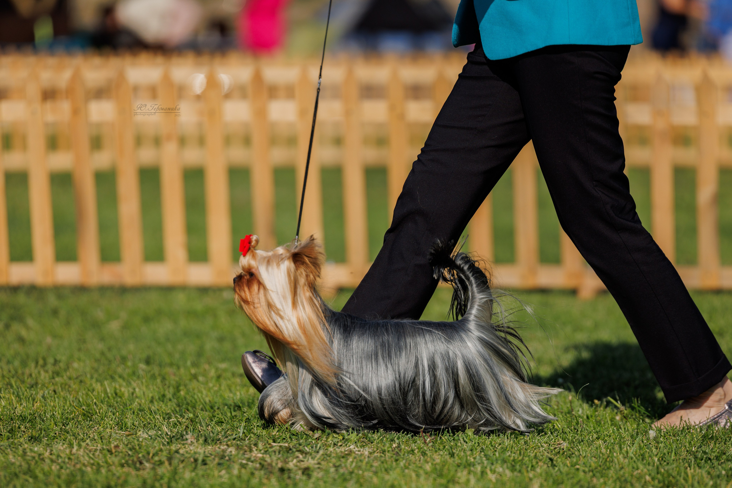 Ереван 14-16.10.2025. Фотограф-анималист Юлия Германика