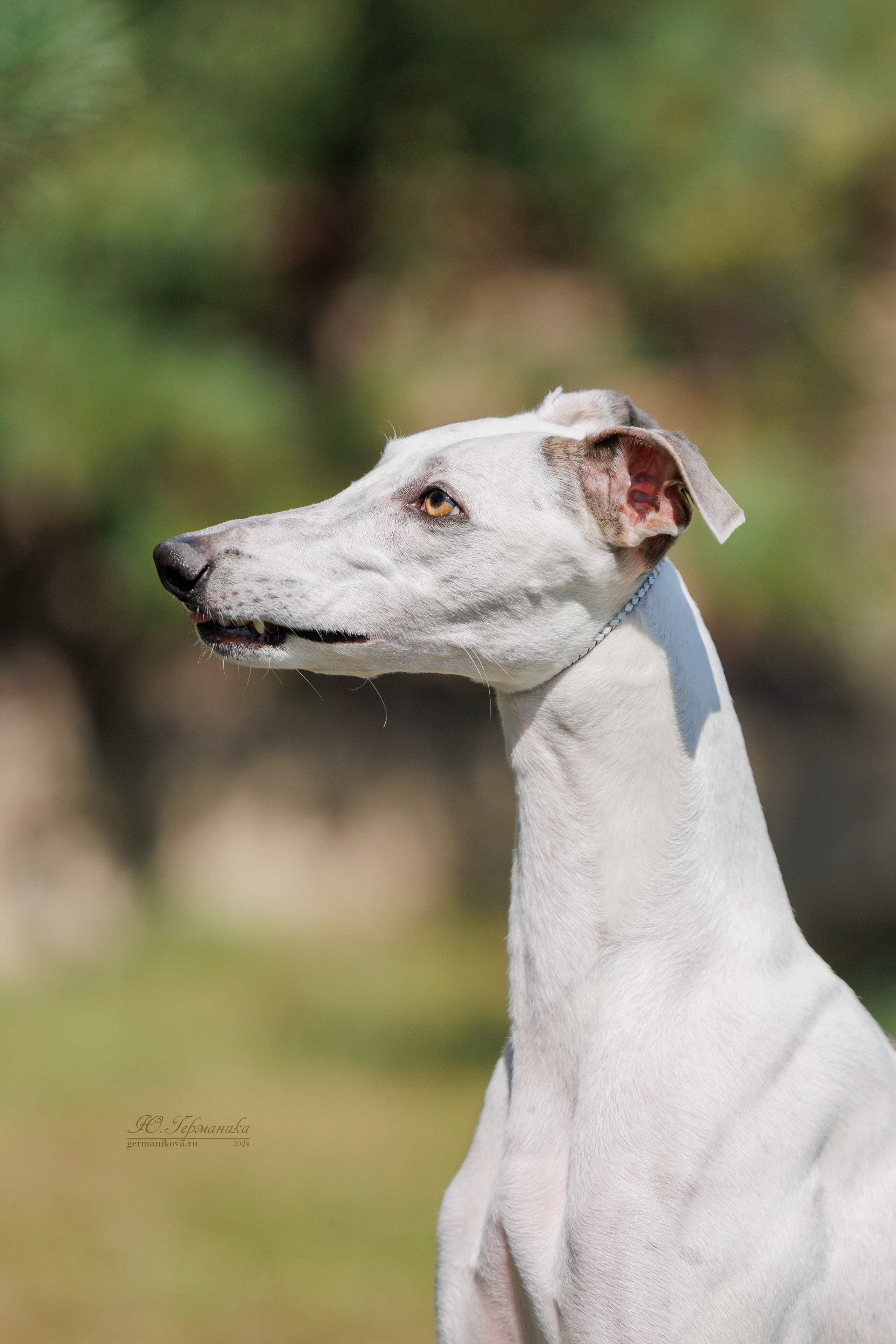 Астана 2хCACIB 17-18.08.2024. Фотограф-анималист Юлия Германика