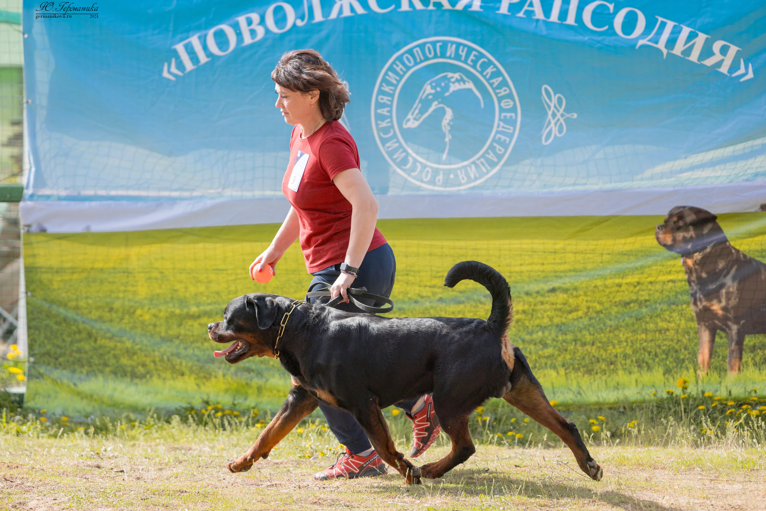 Саратов 2 х моно ротвейлеров 28-29.04.2024. Фотограф-анималист Юлия Германика