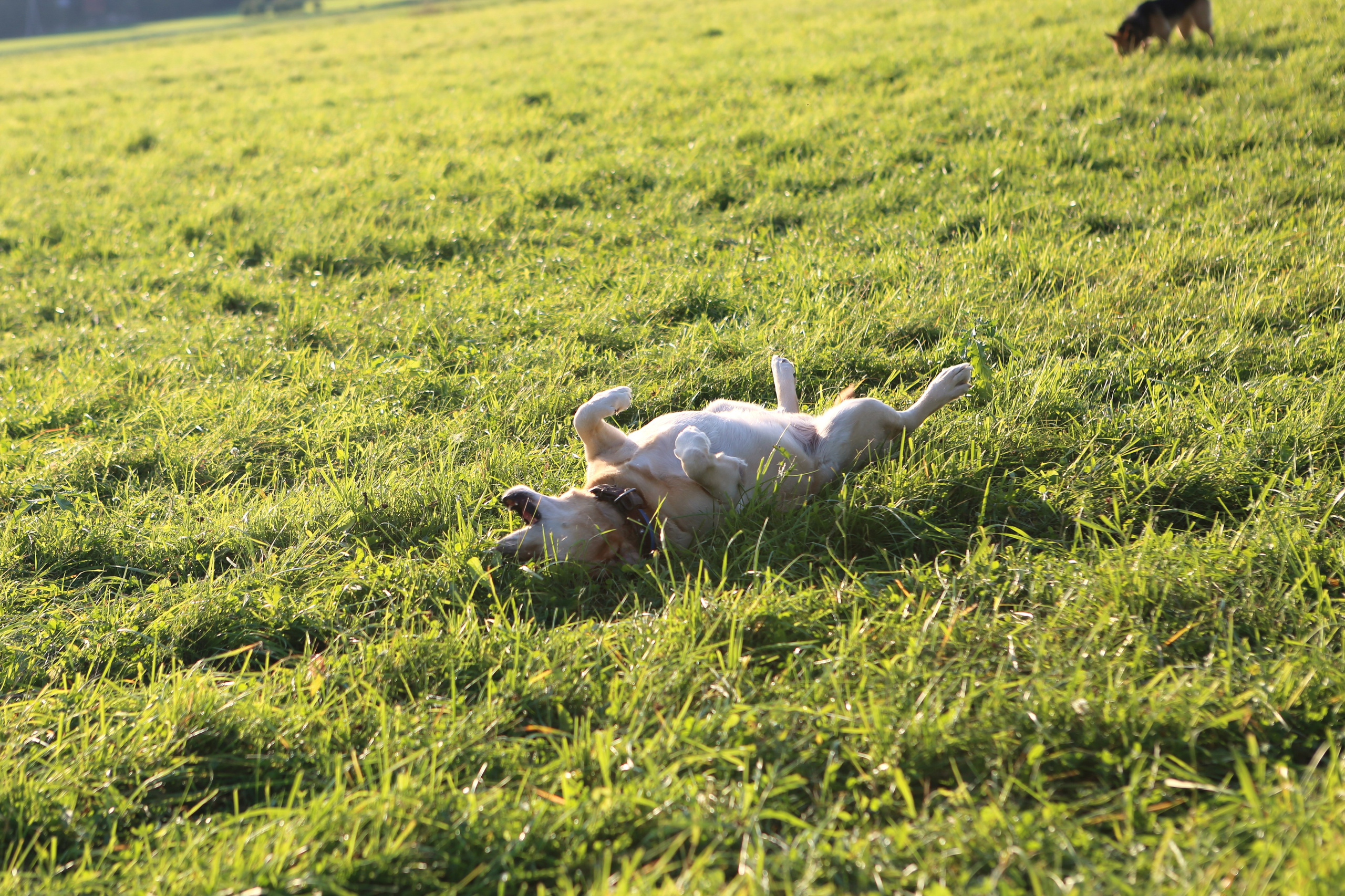 фотосессия с собаками