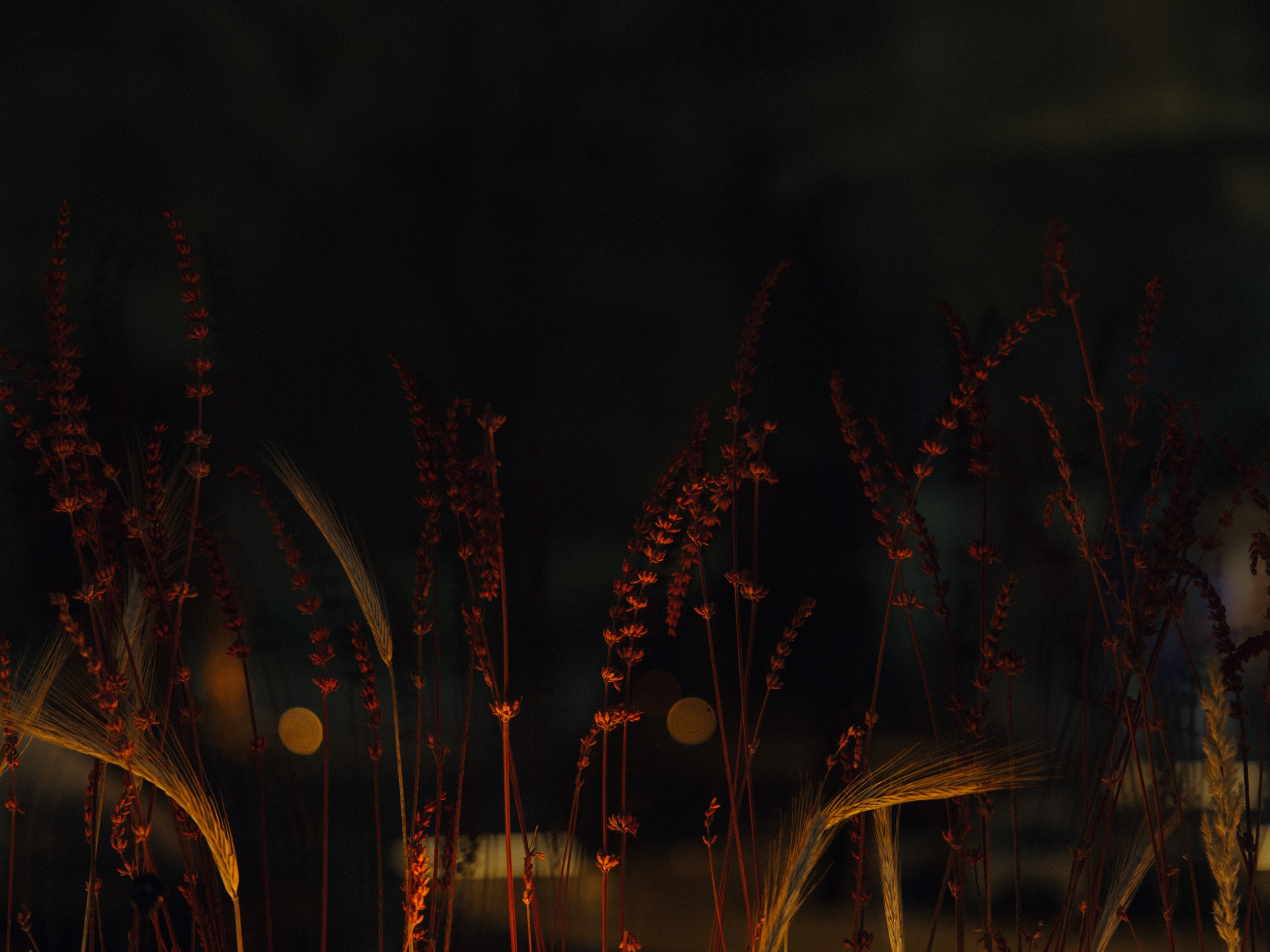 «Лепестком белой вишни». Свадебный фотограф Москва