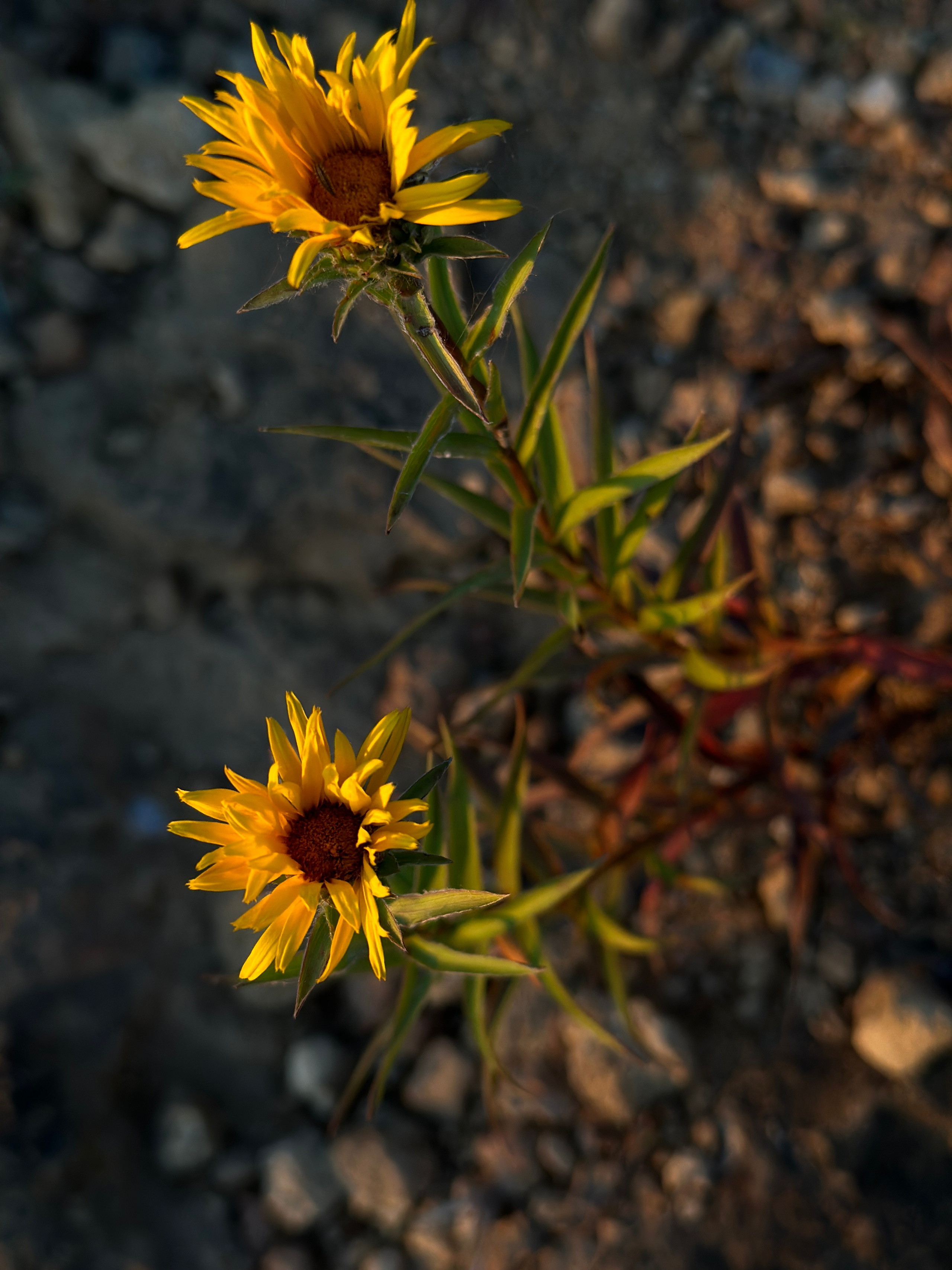 Флора и фауна. Смотри, красота!