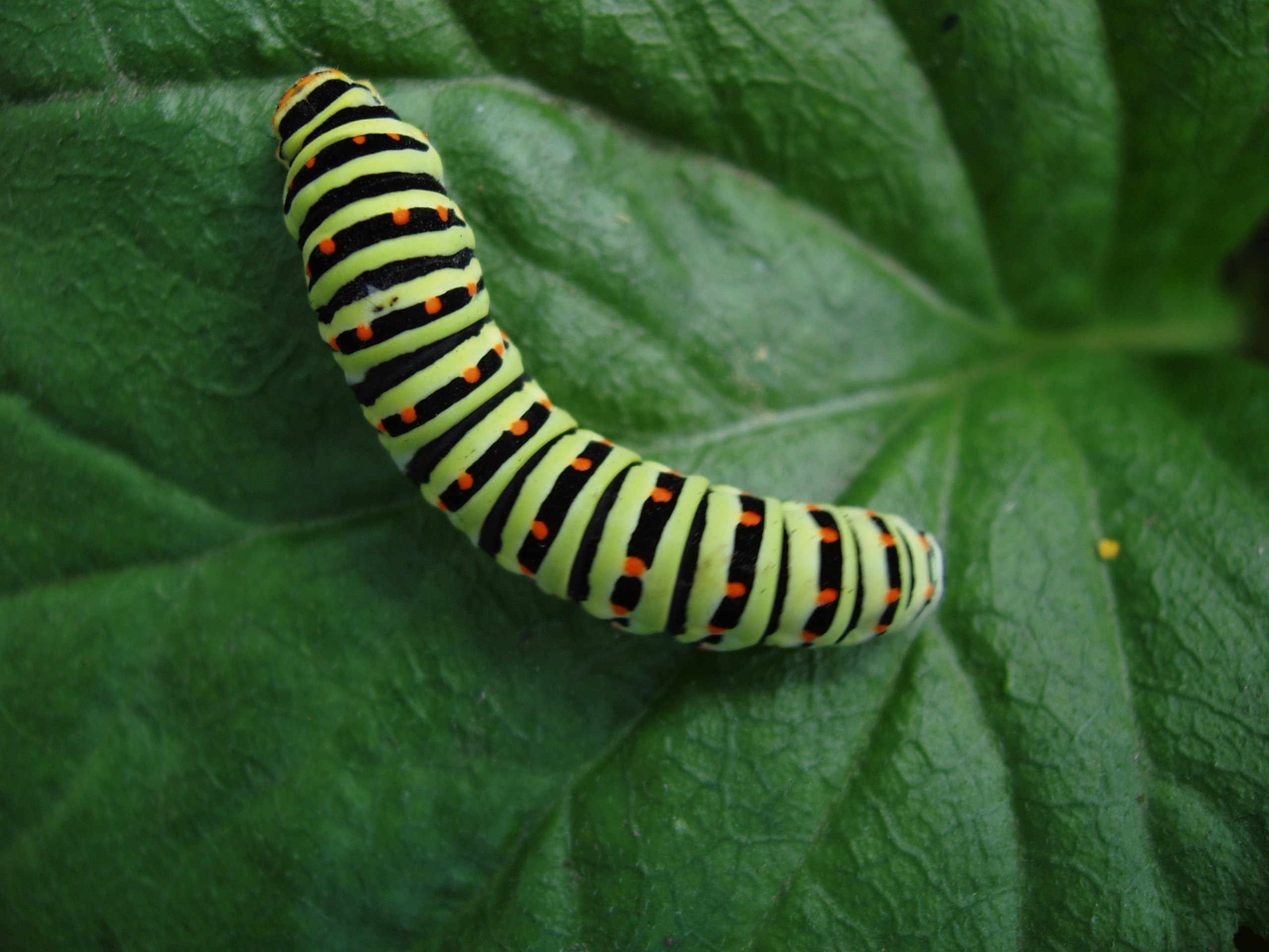 Отпуск 13.07-24.08. Семейный, Свадебный фотограф СПБ Питер— Романова Екатерина