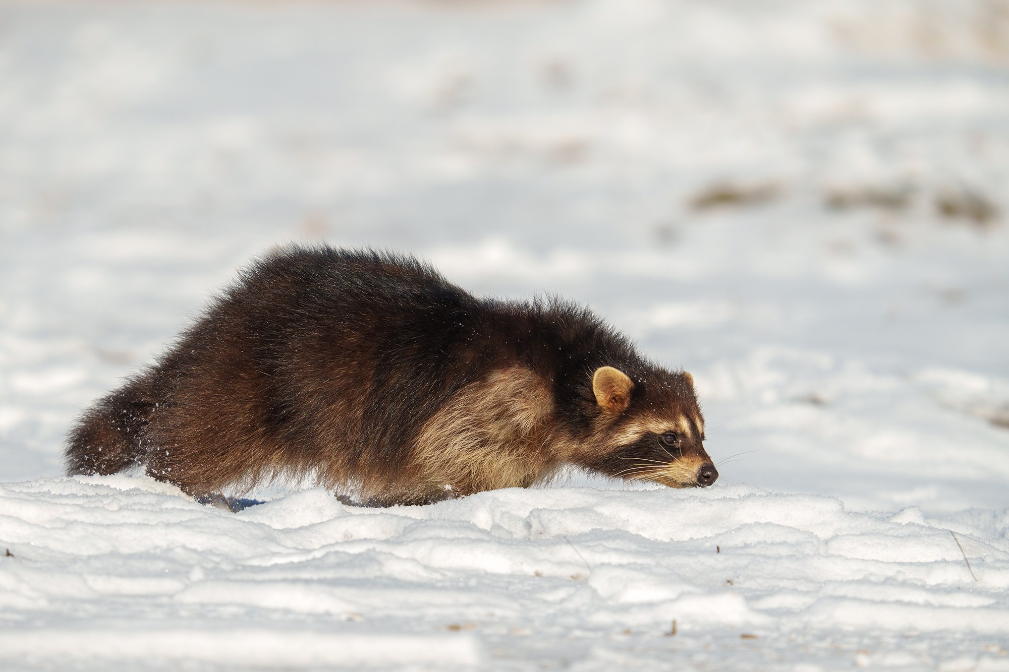 Животные. Ваш личный фотограф Марина Волкова