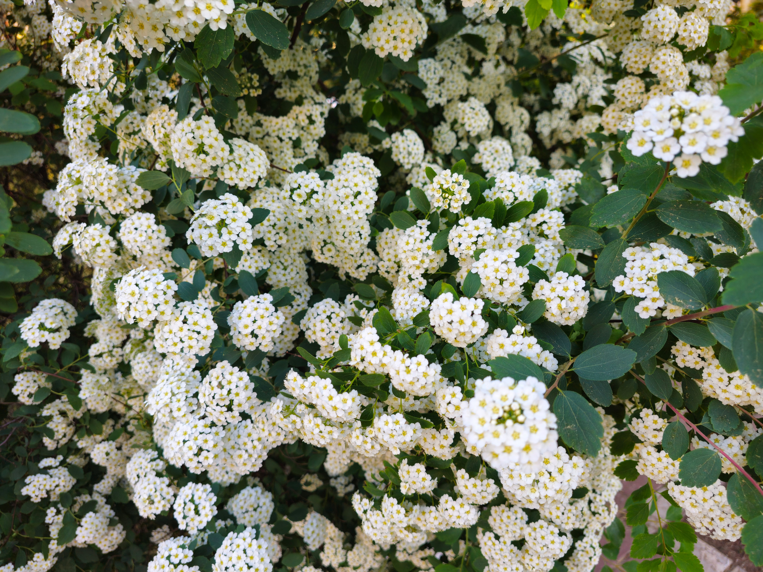 Цветочный фон, фото обои для рабочего стола