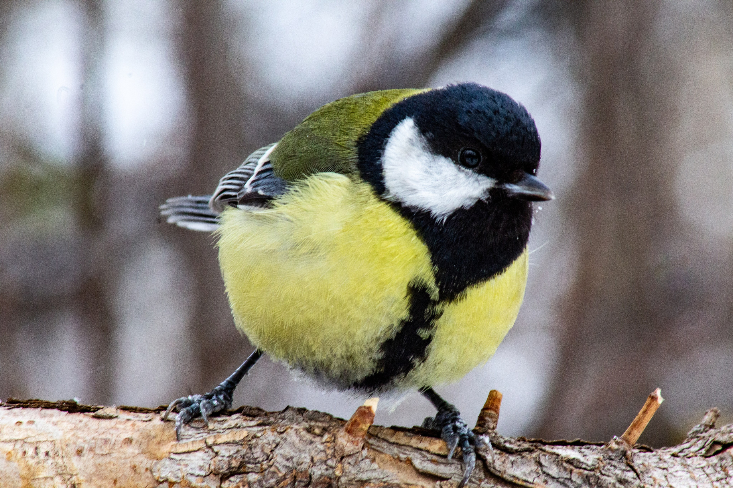 Анималистка. Фотограф Дмитрий Ромашко