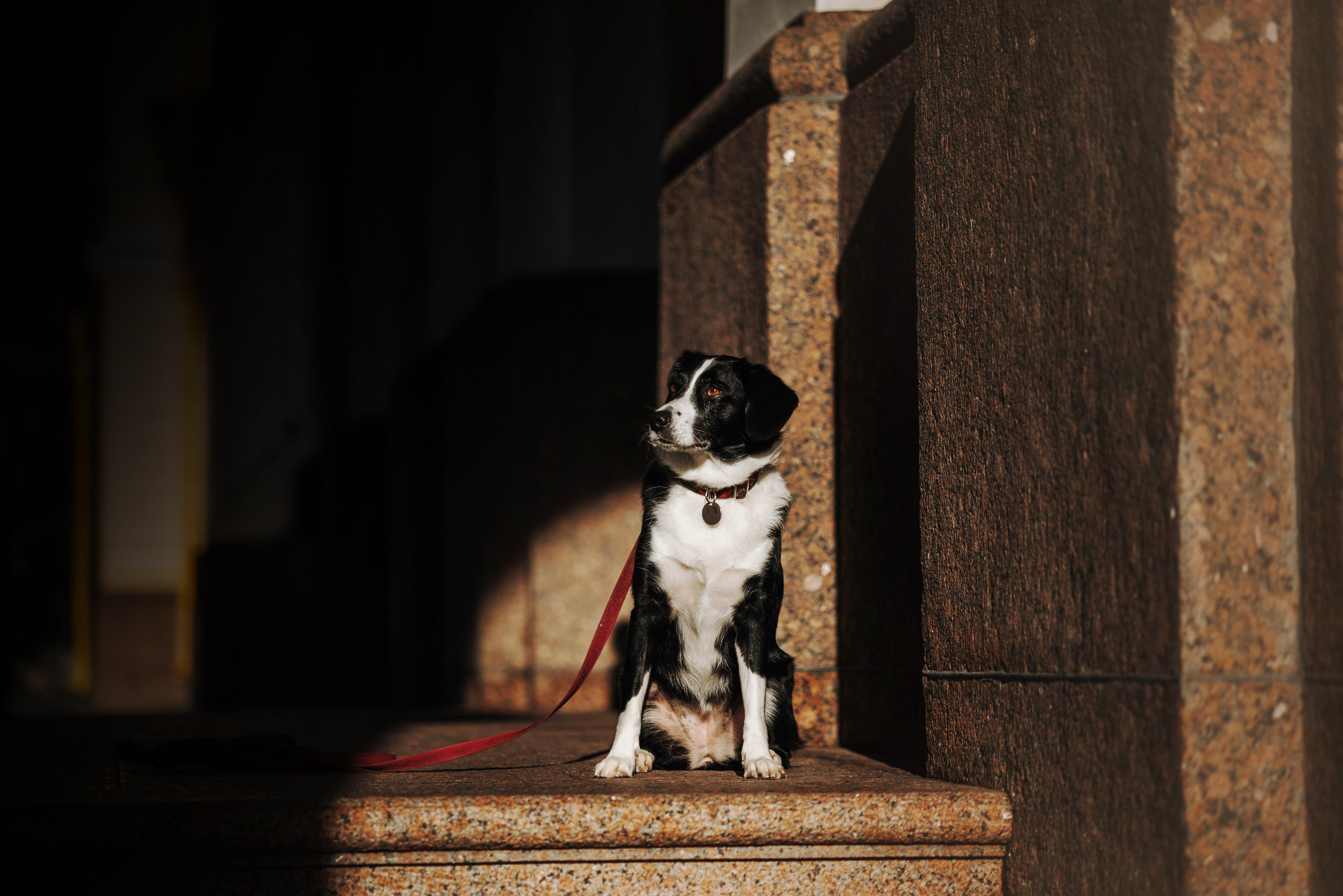 Мишель и ее семья. Фотограф — Анималист | Санкт-Петербург