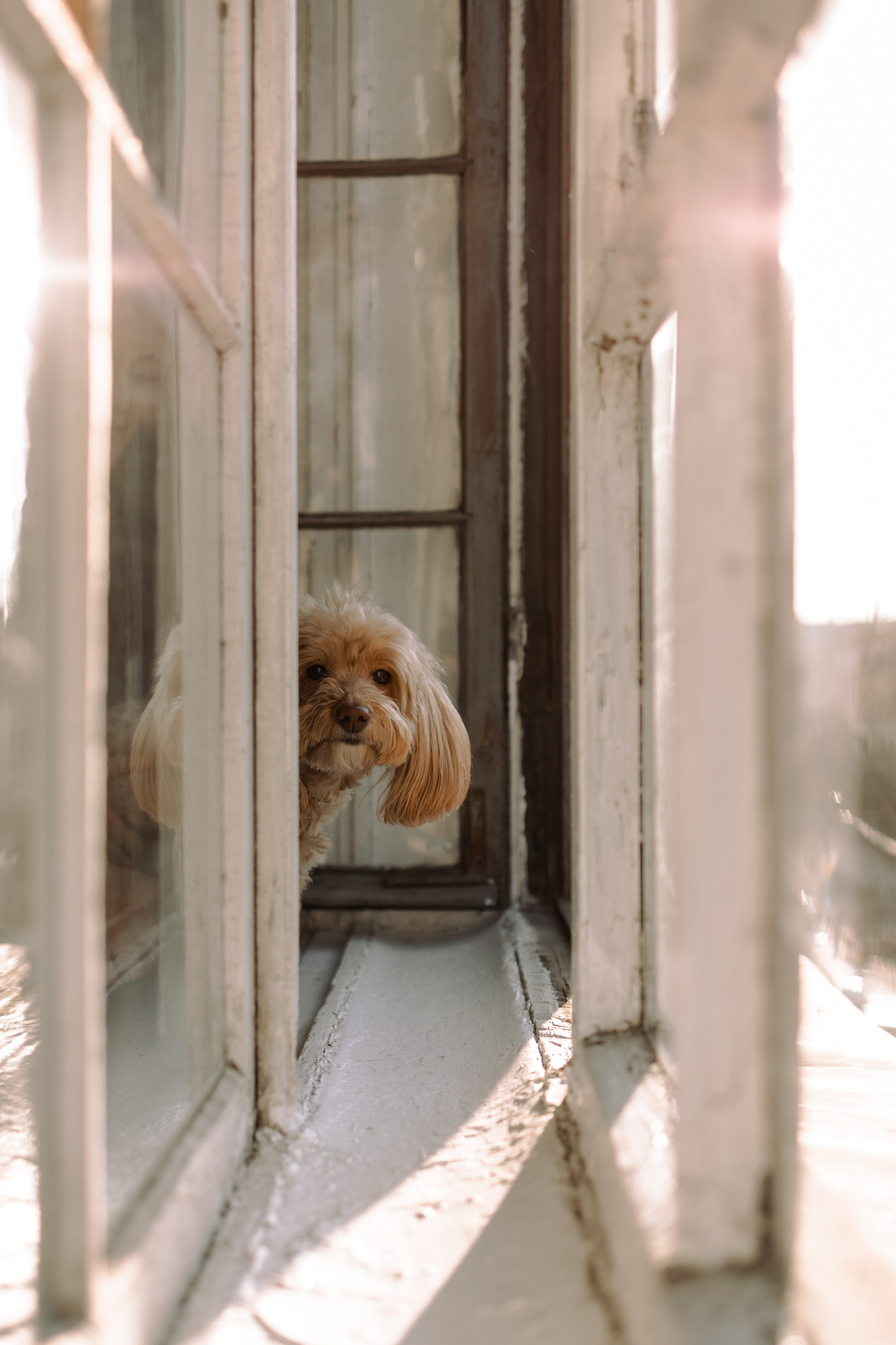 Шкипер и его семья. Фотограф — Анималист | Санкт-Петербург