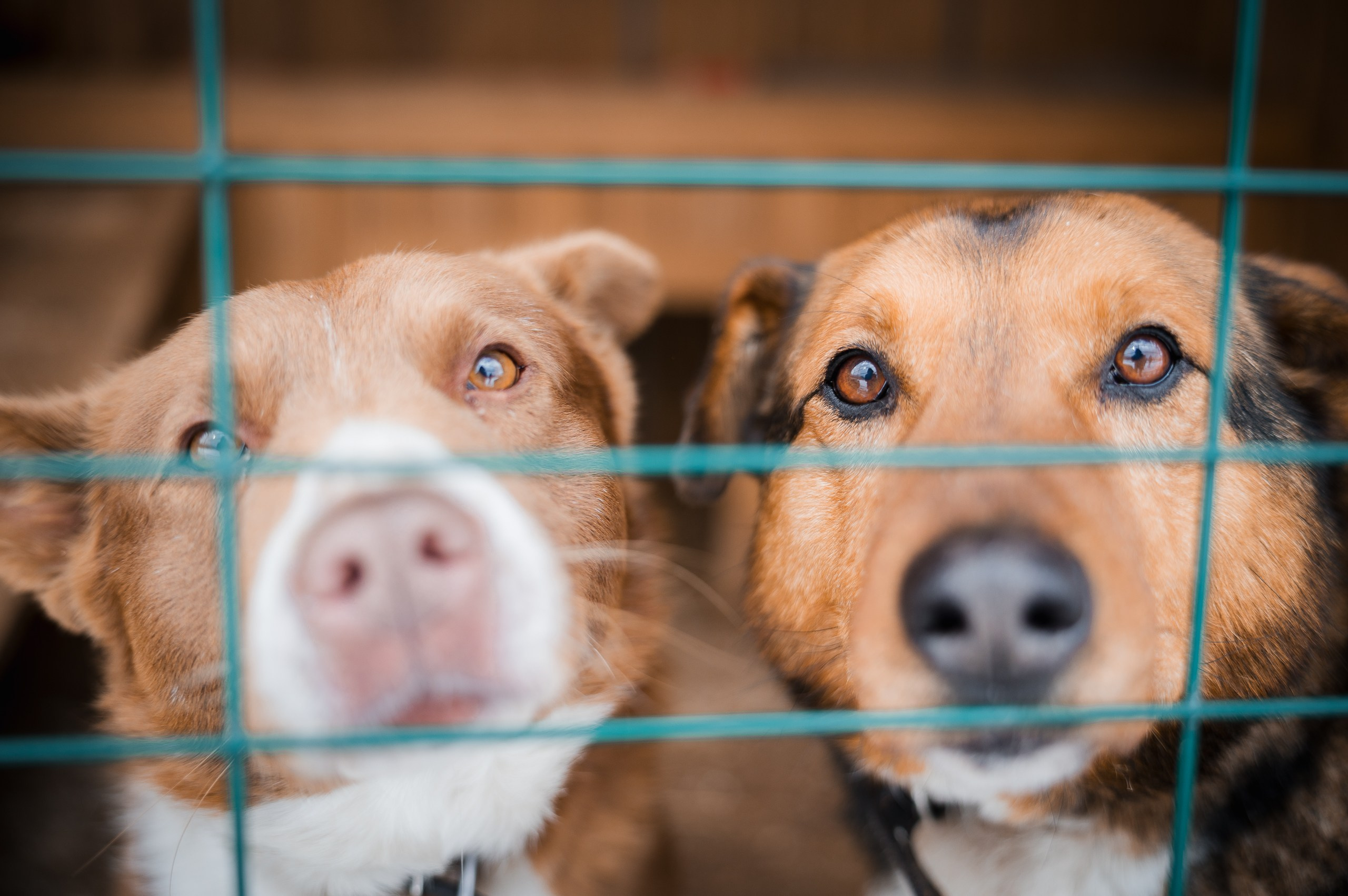 Улыбка собаки — спасение и пристройство бездомных собак
