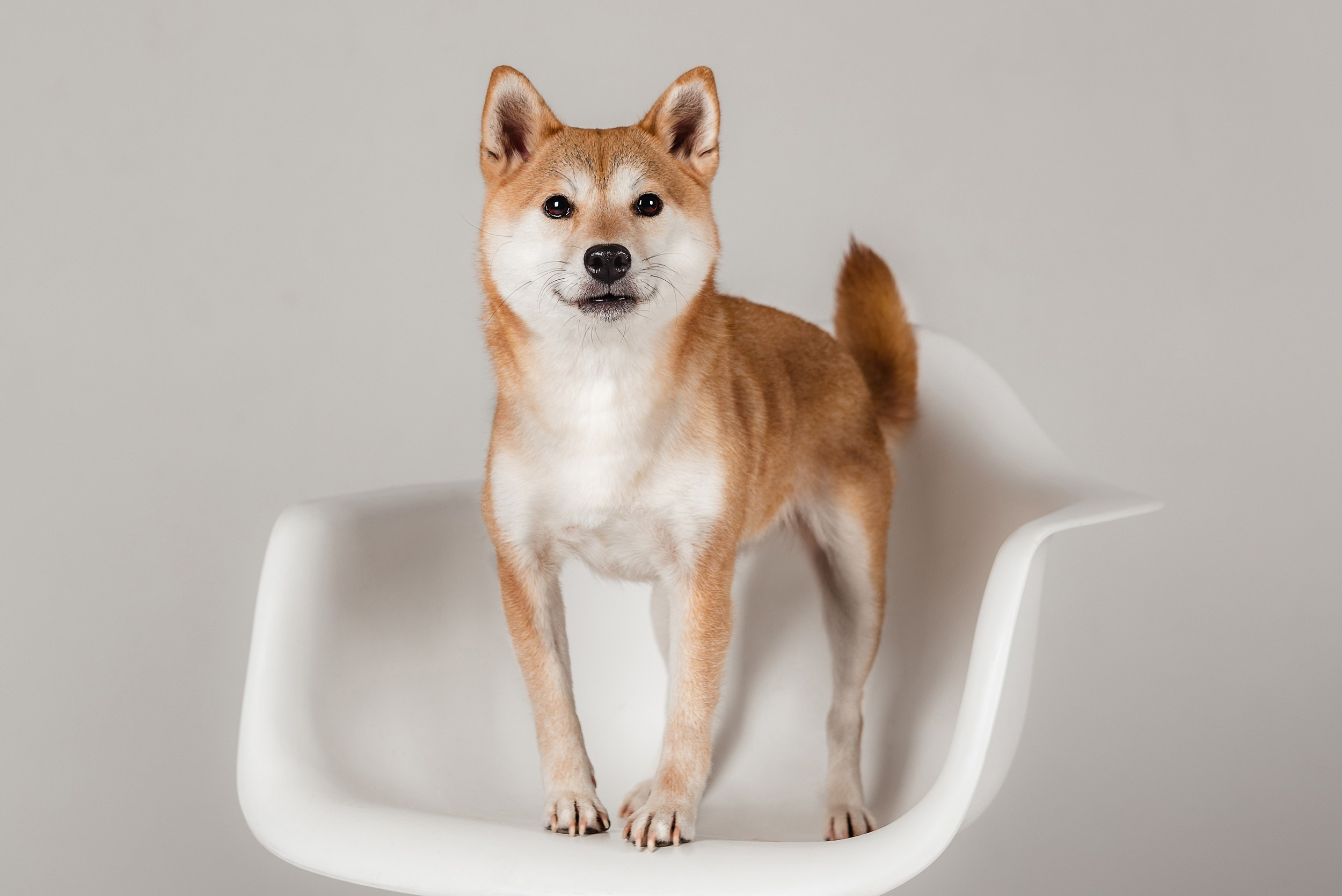 Оля и Бартра. Семейный Фотограф в Москве Ирина Хохлова