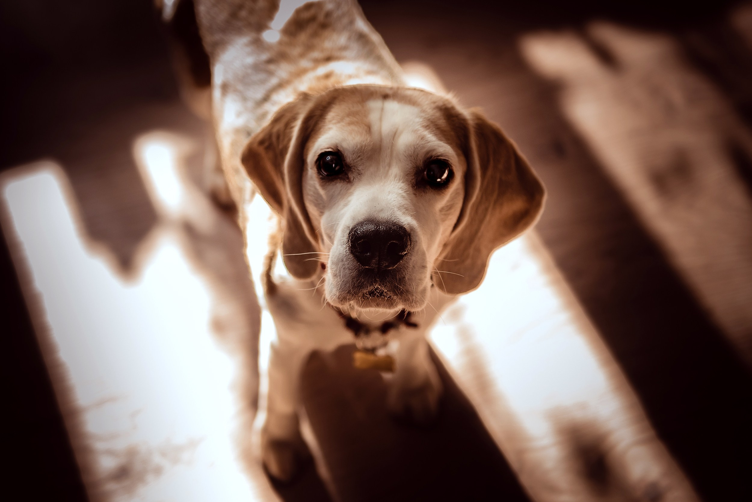 Оля, бигли и семья. Семейный Фотограф в Москве Ирина Хохлова