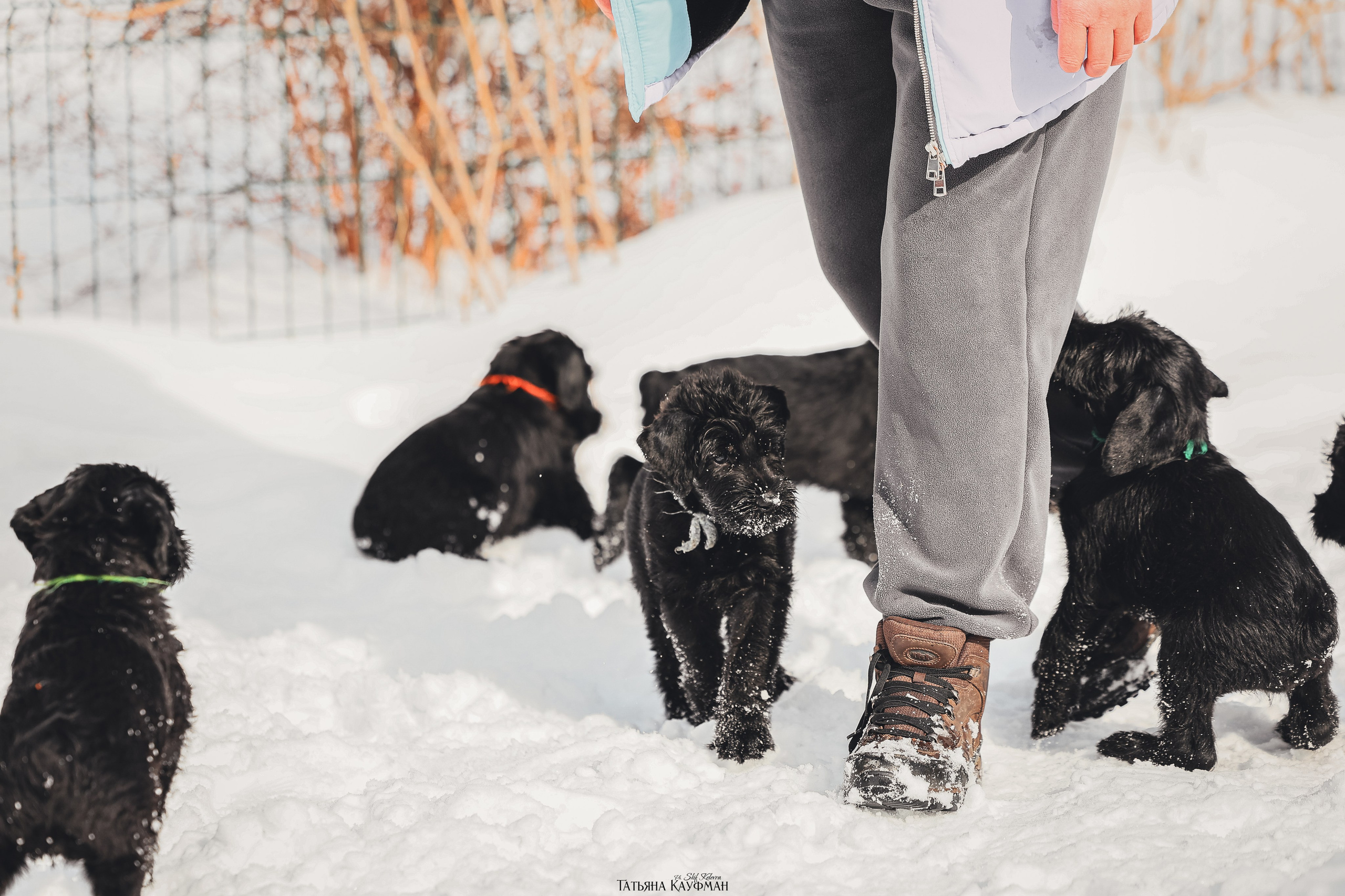 Ризеншнауцер, щенки ризеншнауцера, купить ризеншнауцера, купить щенка, ризеншнауцер Новосибирск, фотосъемка щенков, фотосессия собак, заказать фотосессию, фотографии щенков, сфотографировать щенка, фотограф Анималист, фотограф собак Новосибирск, фотограф анималист Новосибирск