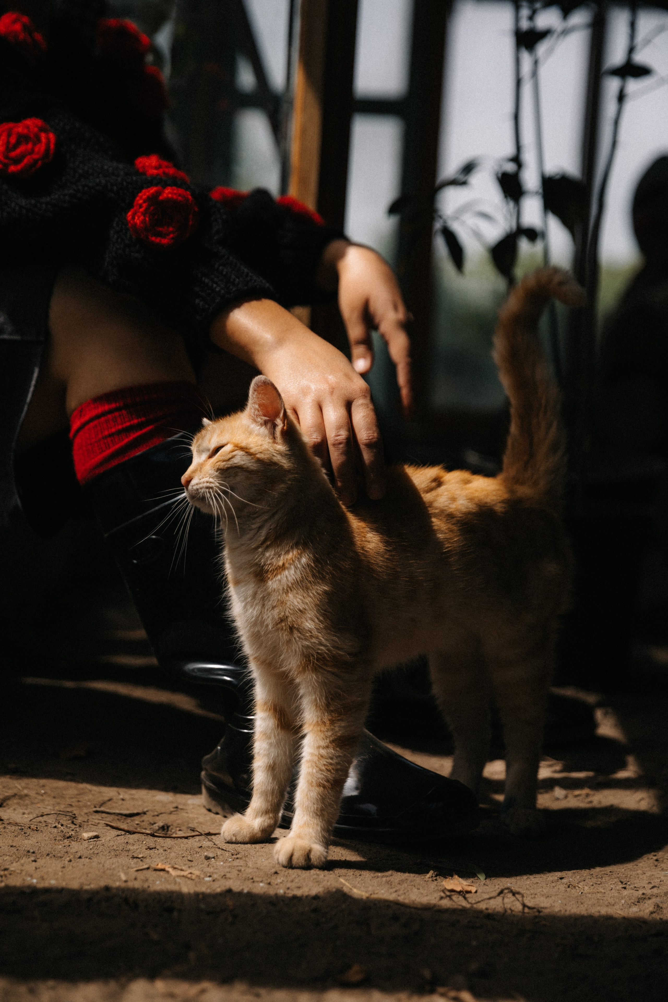 Ферма. Свадебный и семейный фотограф Василина Батищева в Моздоке, Северной Осетии и КМВ