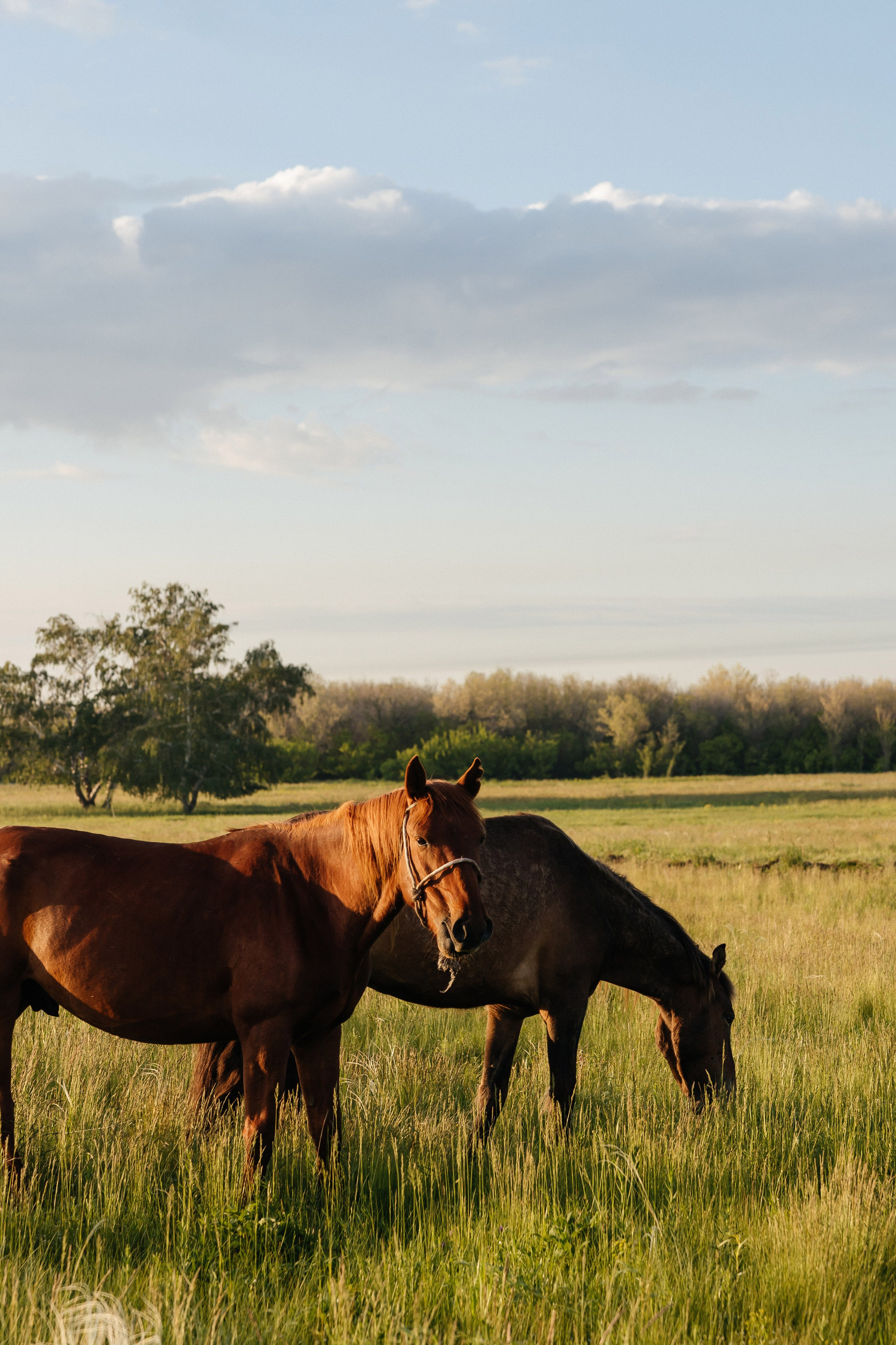 Viktor&Alina. Профессиональный фотограф в городе Астана/Алматы Даурен Сембаев