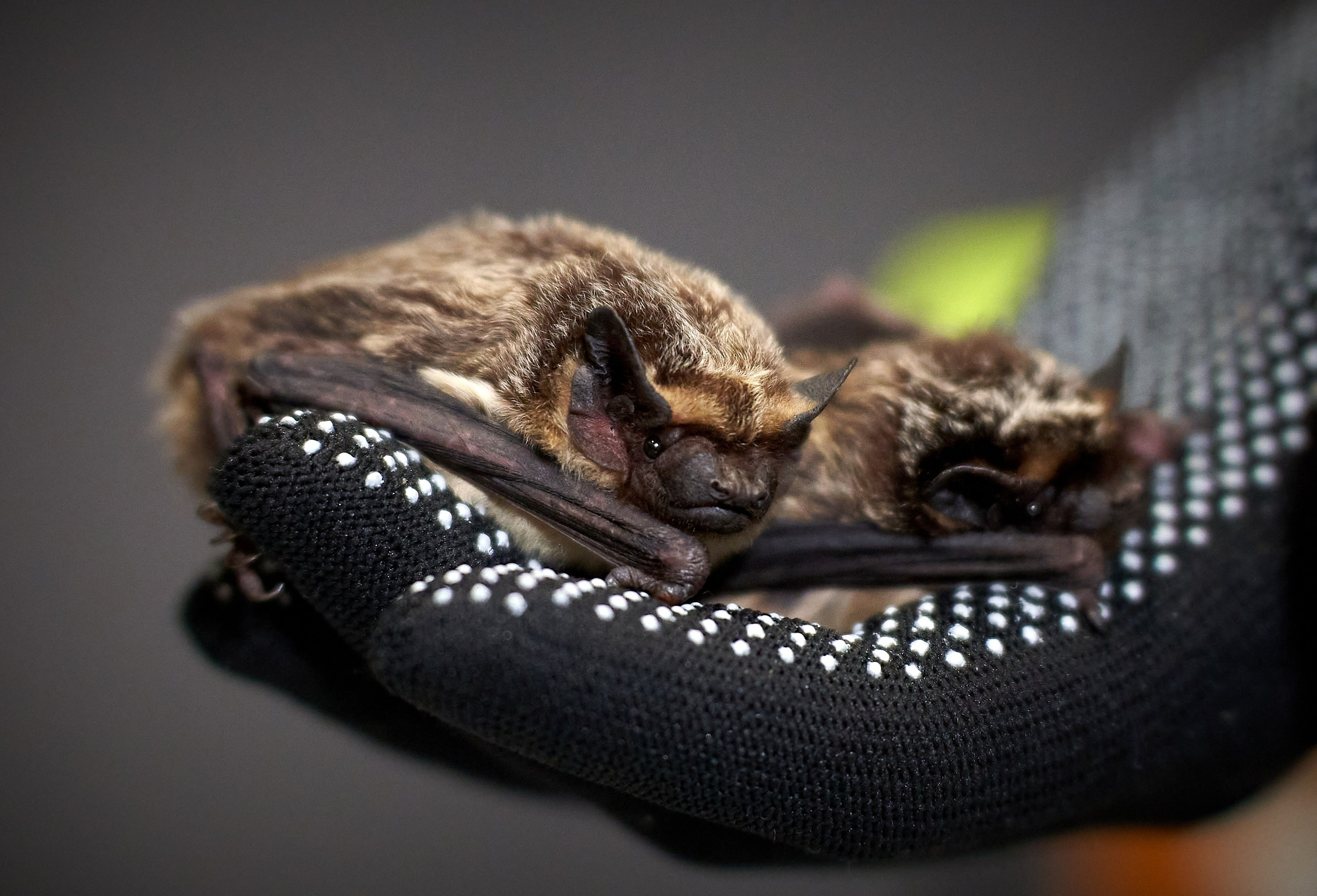 Животные — галерея NATRIEL