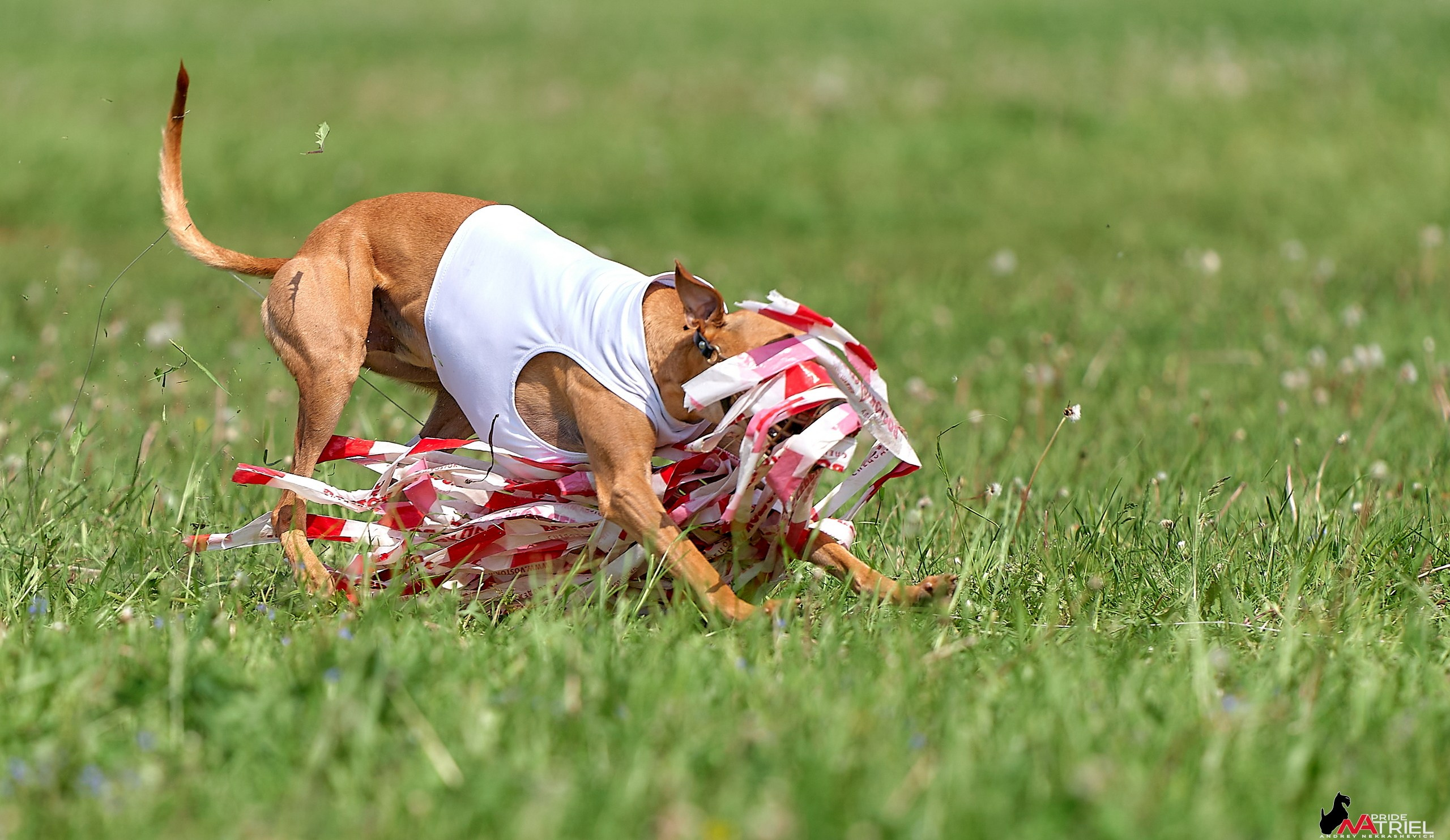 Съемка курсинг — галерея NATRIEL