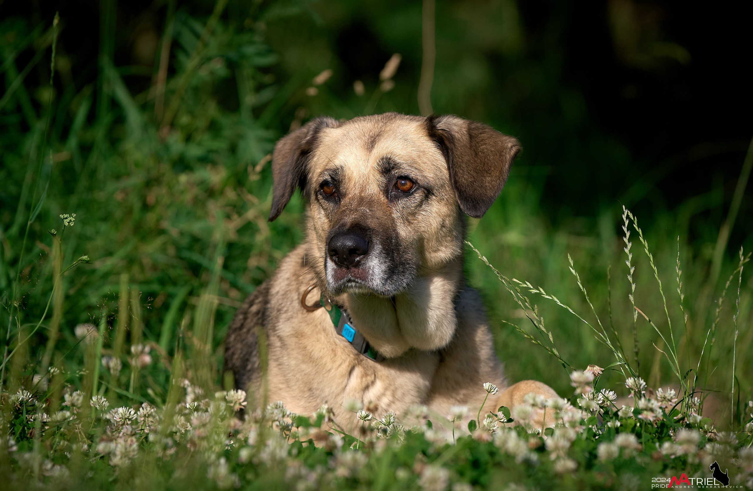 Репортаж из кинологического лагеря