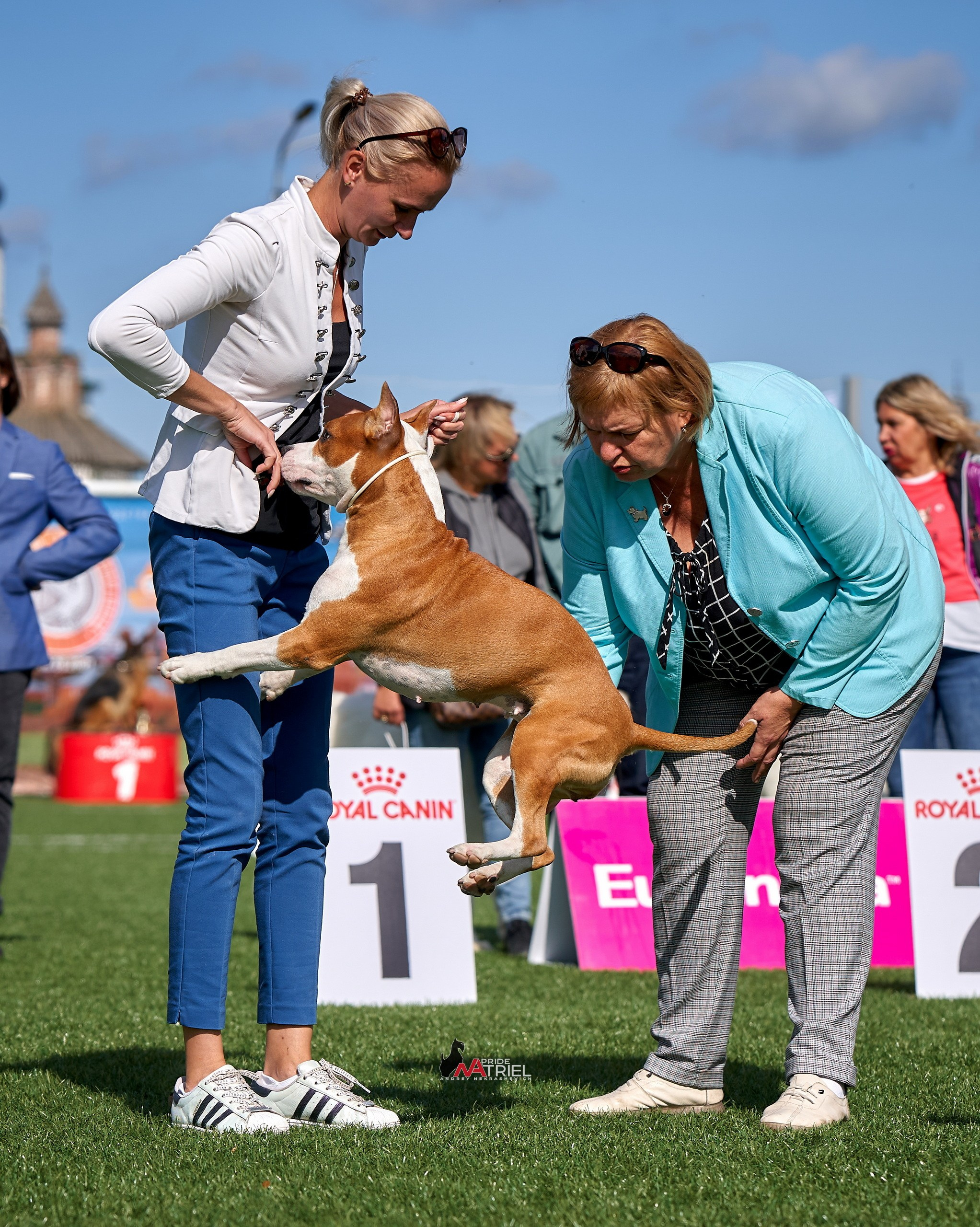 Работа в рингах — галерея NATRIEL