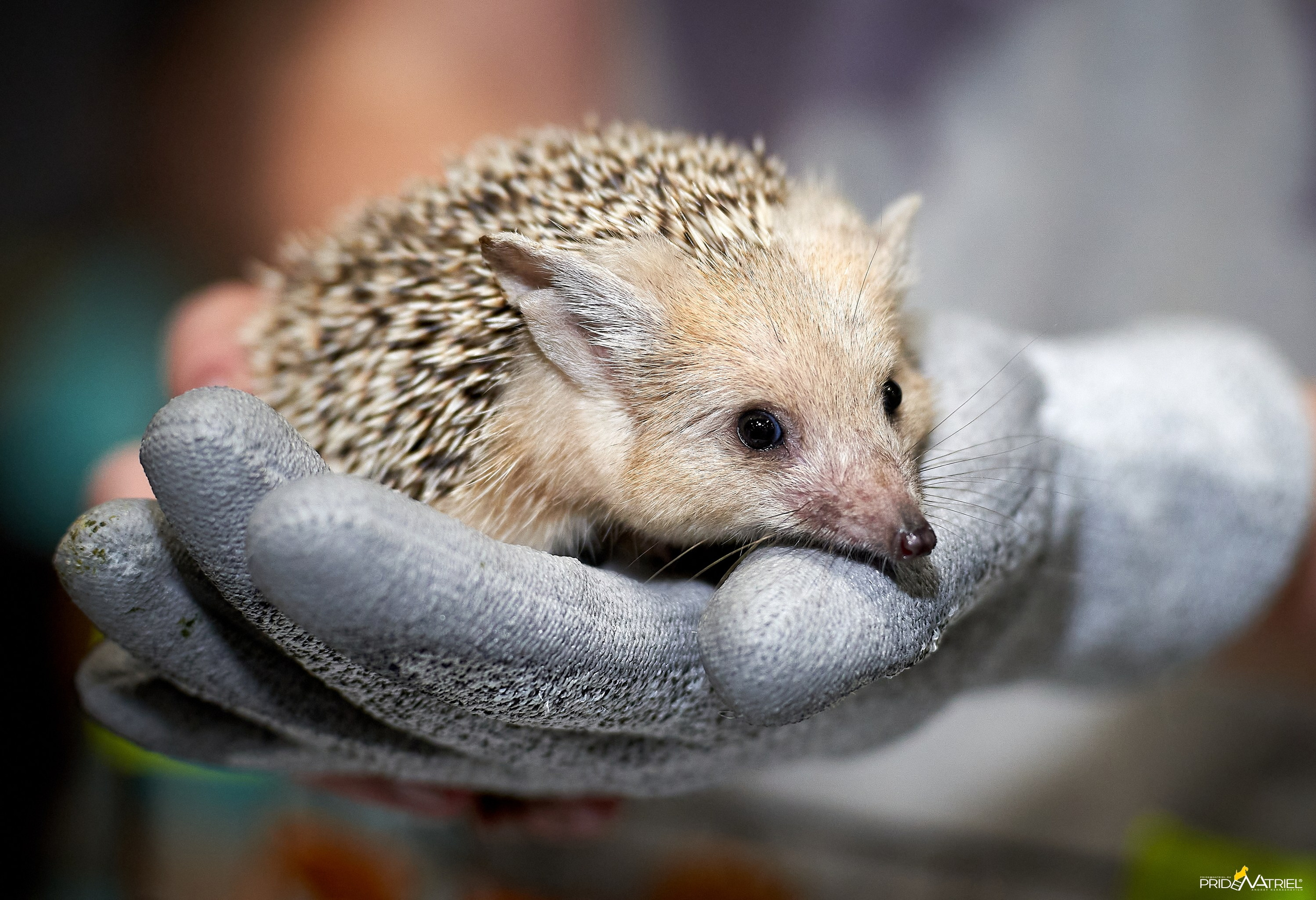 Выставки животных — галерея NATRIEL