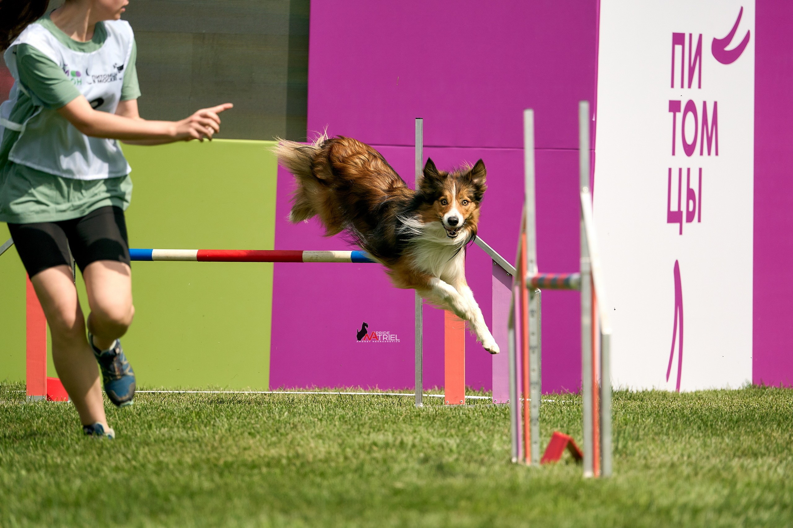 Аджилити — галерея NATRIEL