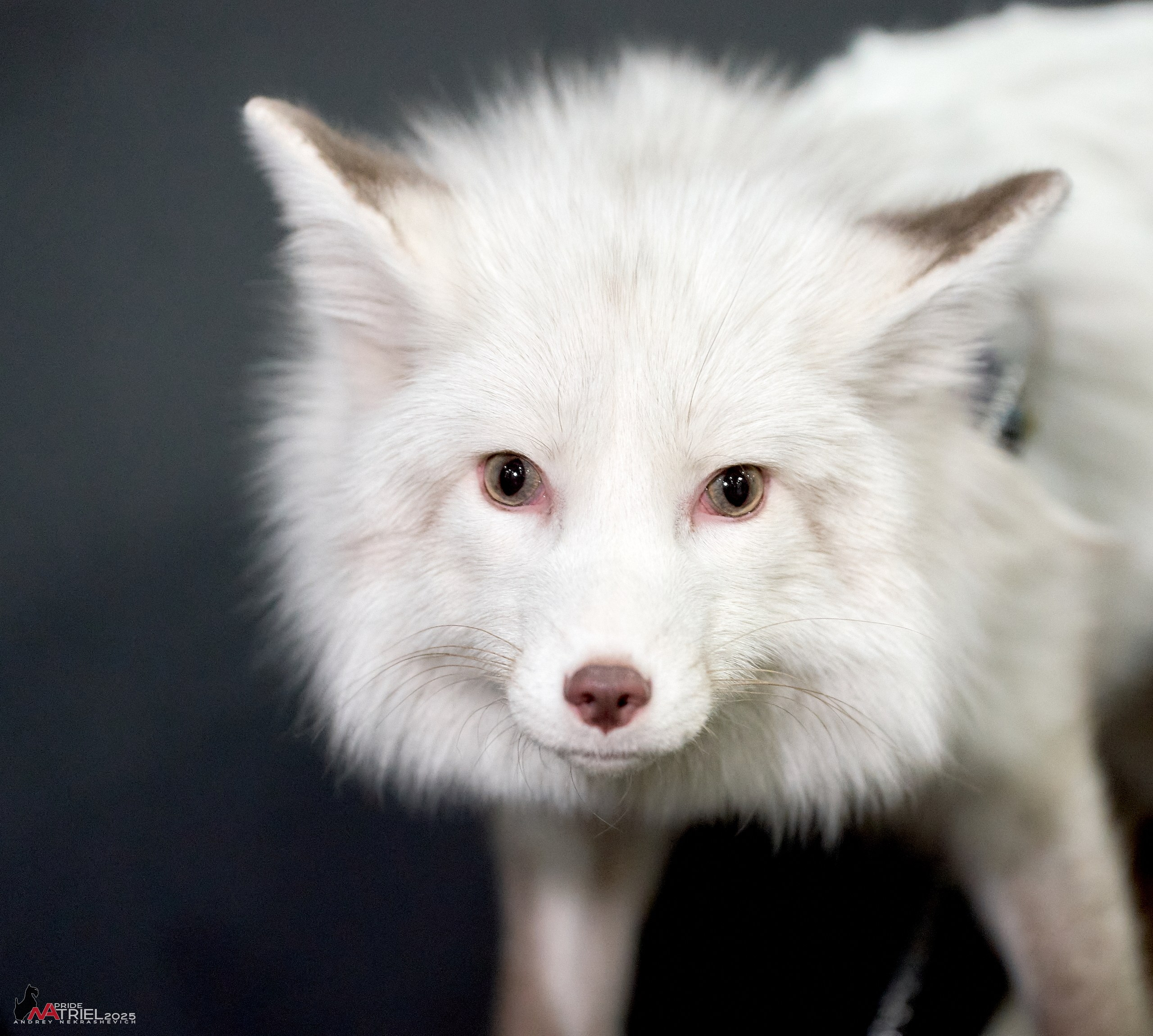 Репортаж с ЗООФЕСТ в Крокусе