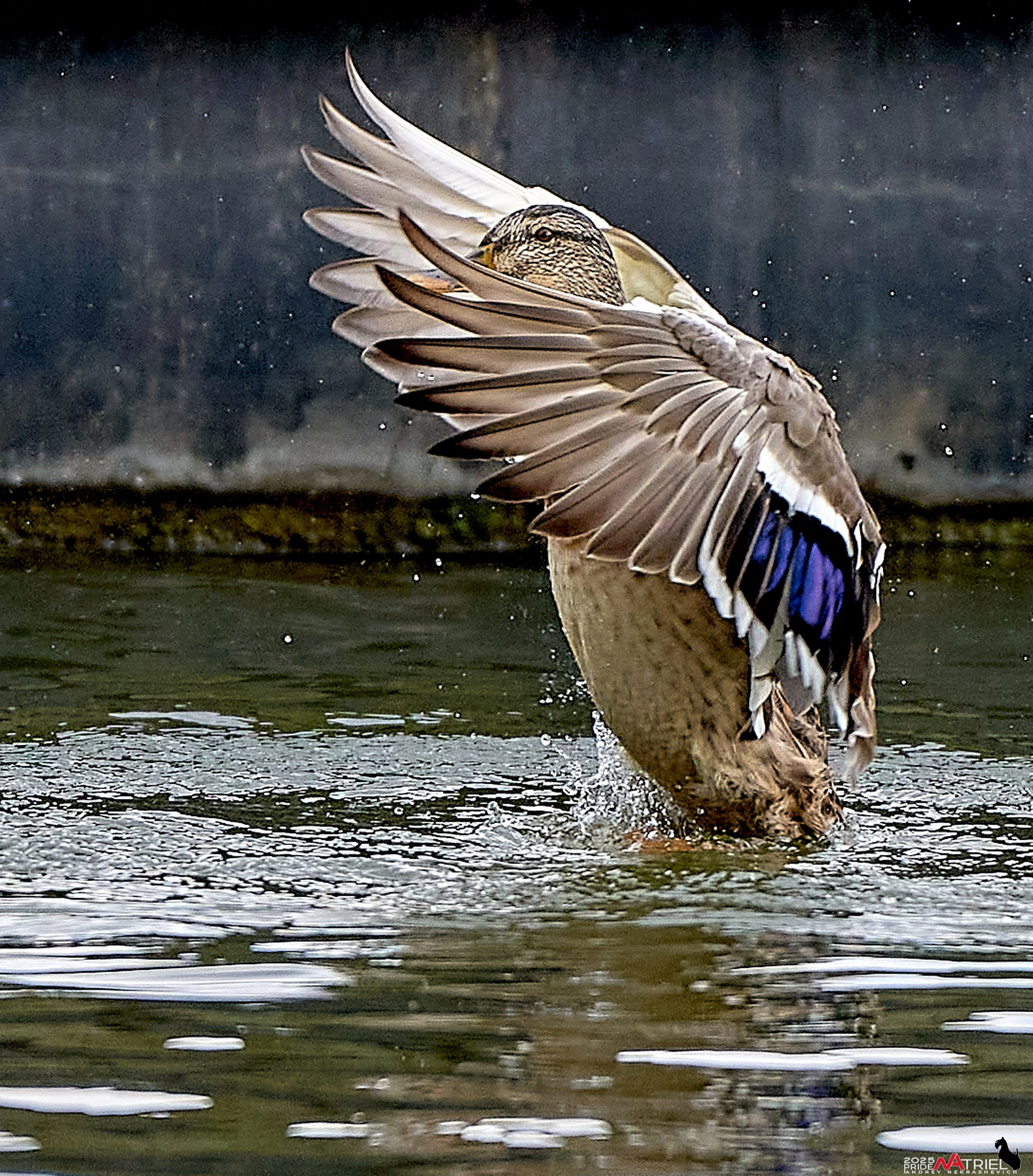 Утки на пруду