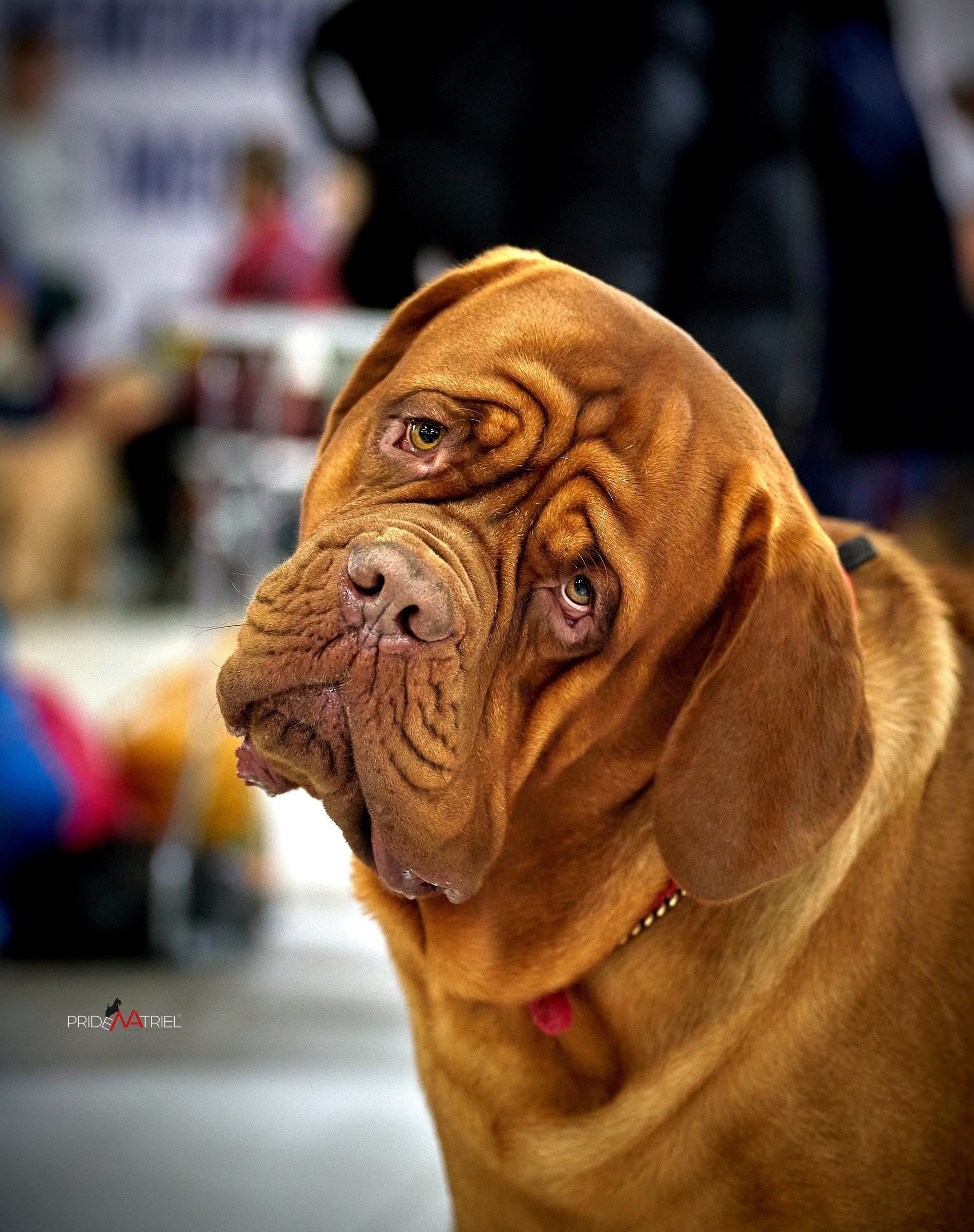 Портреты собак — галерея NATRIEL